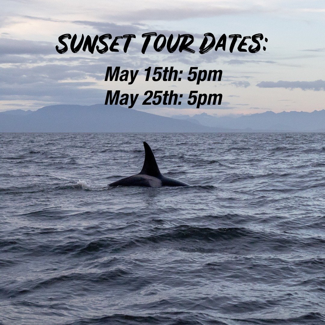 Due to popular demand, we have added two extra sailings this month! We now have sunset tours available for a 5 pm departure on May 15th and May 25th.

Visit our website to book your seat now! 

#vanislandwhalewatch #orca #killerwhale #orcawhale #kill