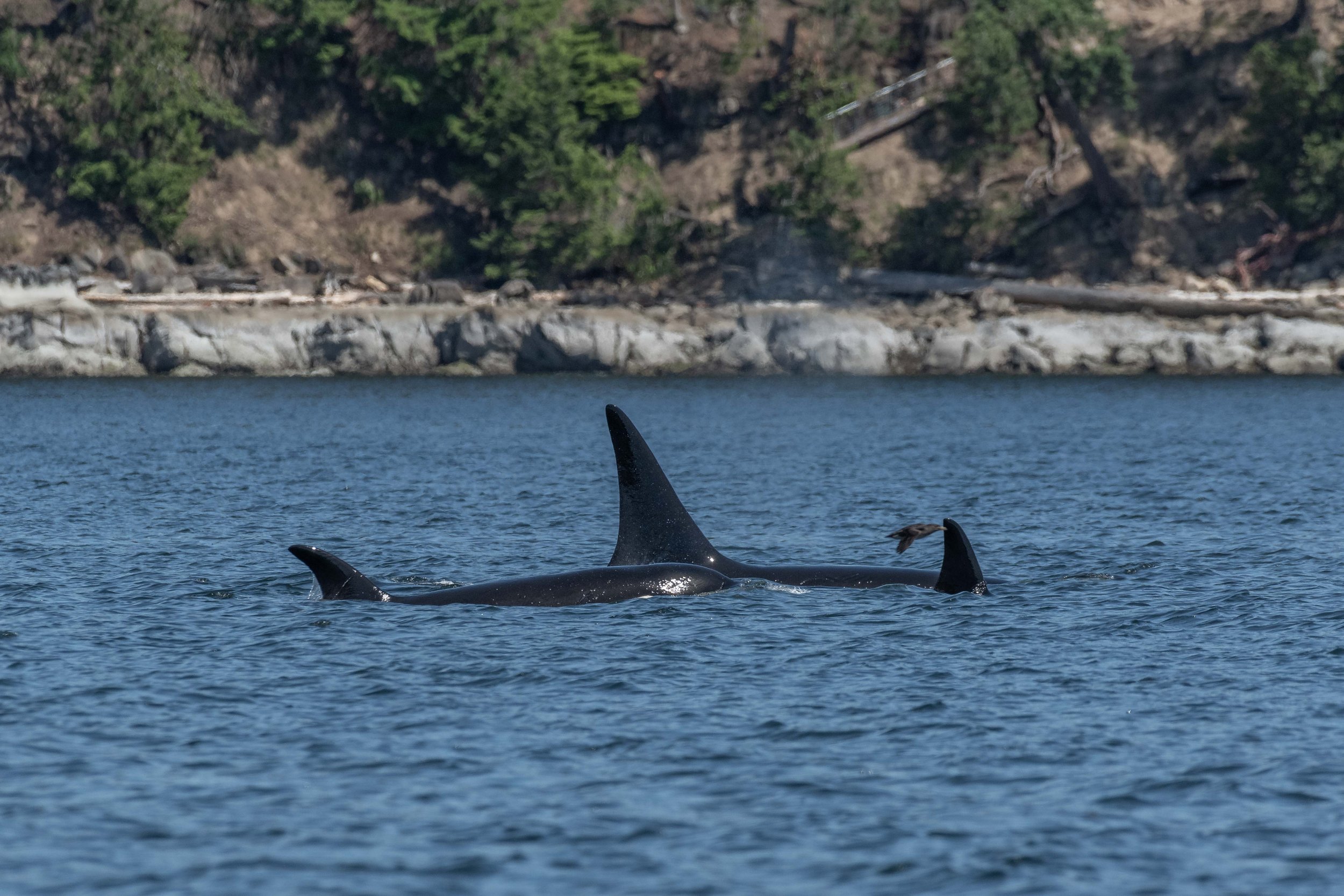 May 12, 2024 - The T065Bs inside the Southern Gulf Islands