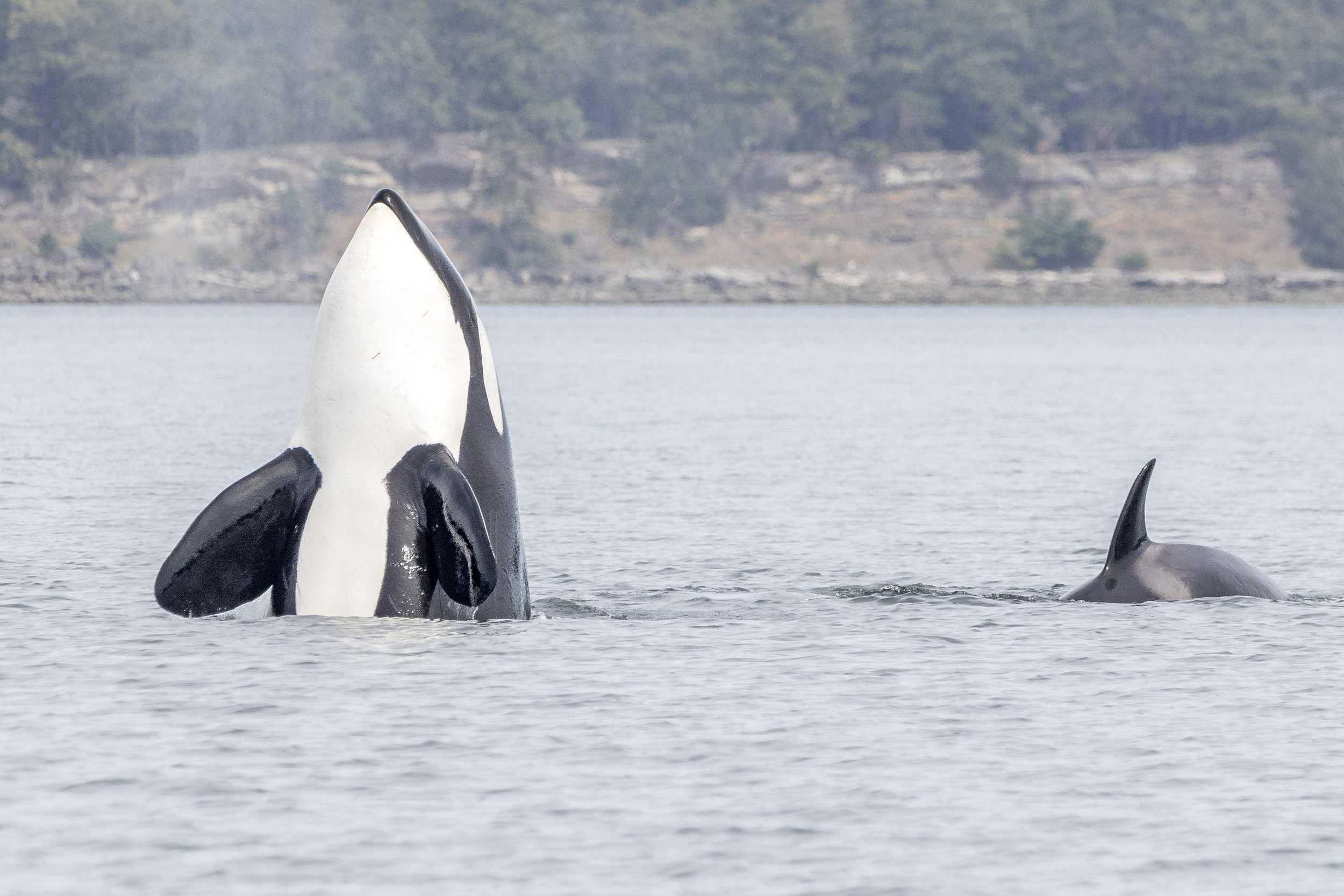May 14, 2024 - T124As and the Mystery Calf