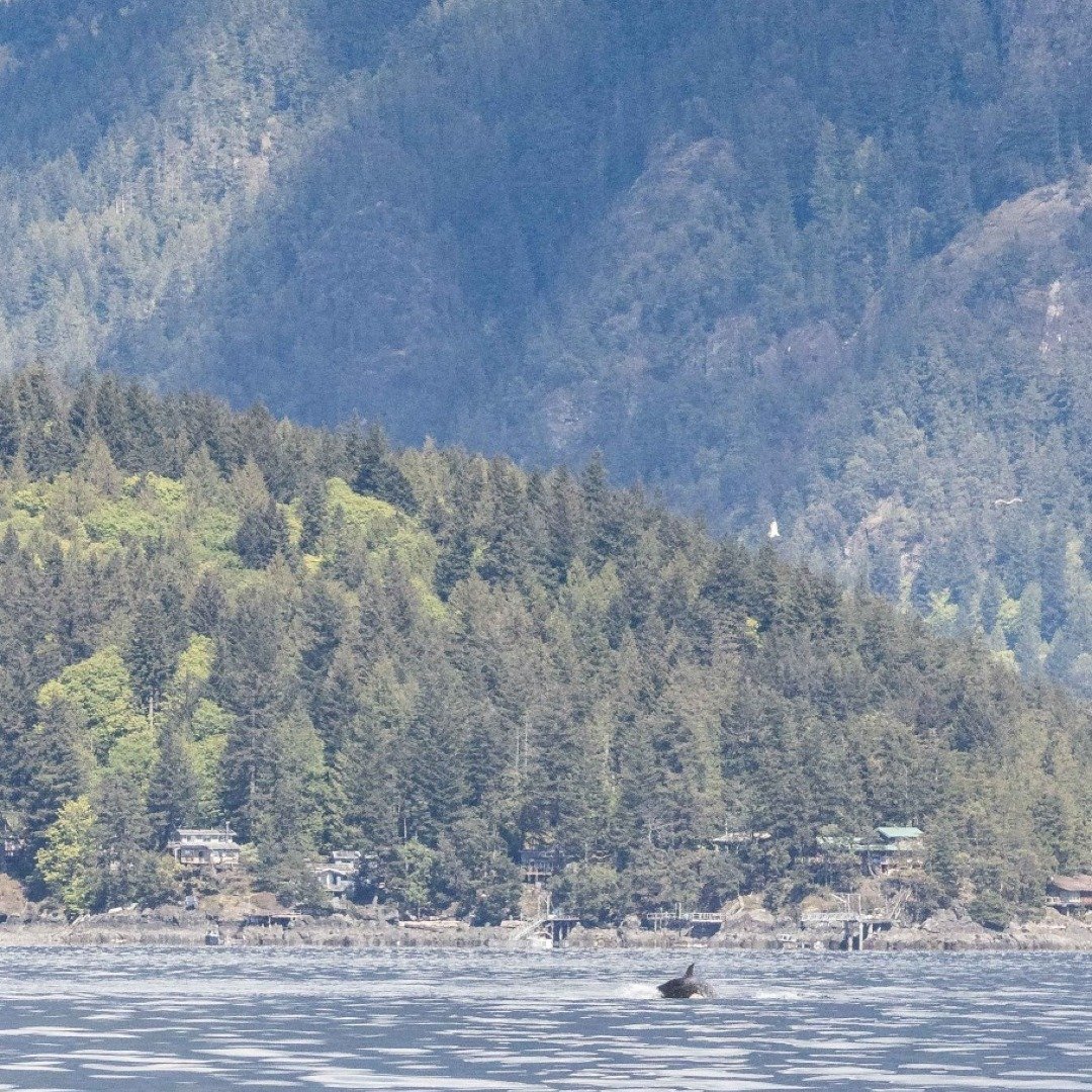 When you're in Howe Sound and you try to get a beautiful landscape shot, only to have an Orca photobomb you instead... 🙄

Just kidding, we always love when we can get shots of our whales with a beautiful background!