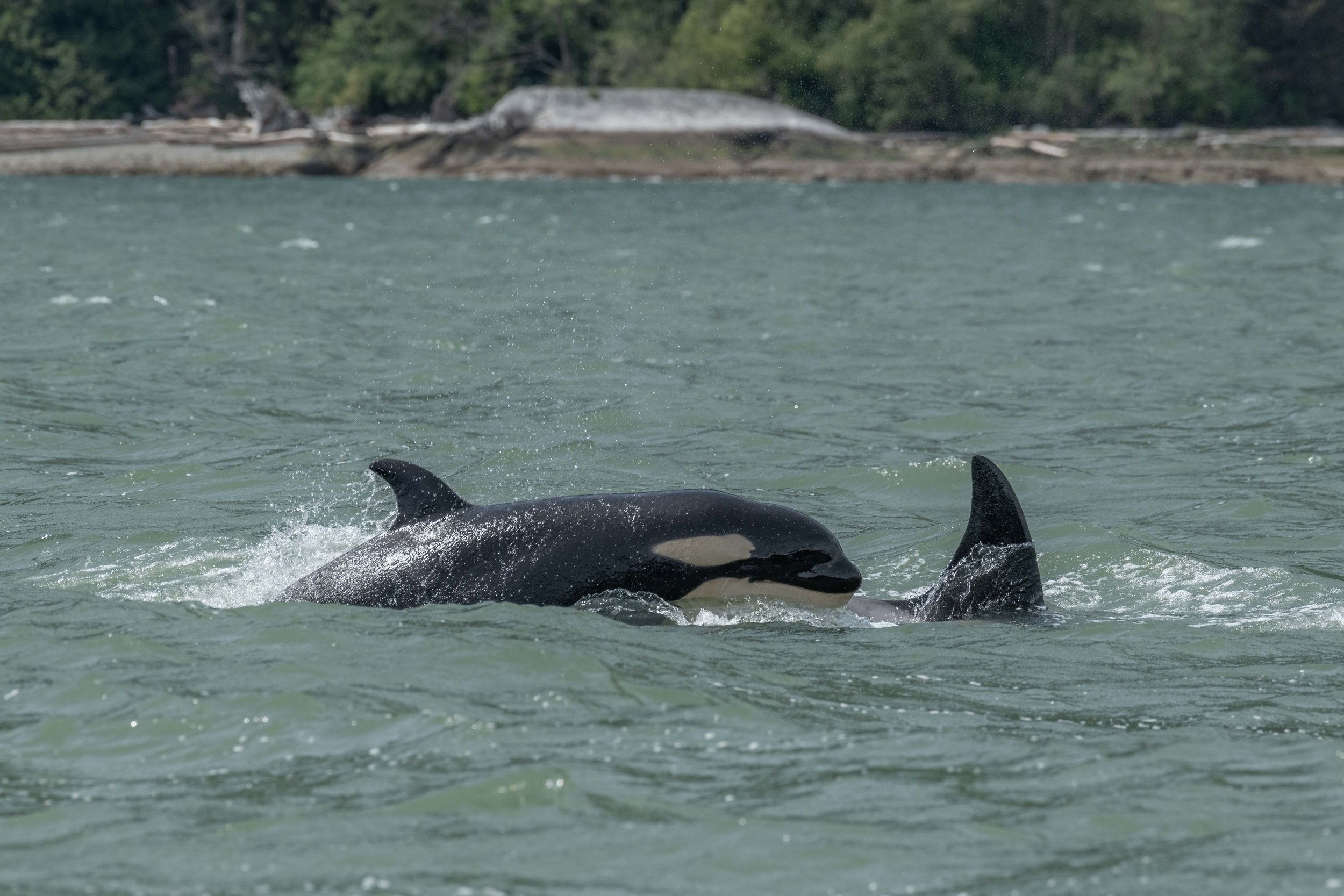 May 15, 2024, 12:00 - So Many Whales! 