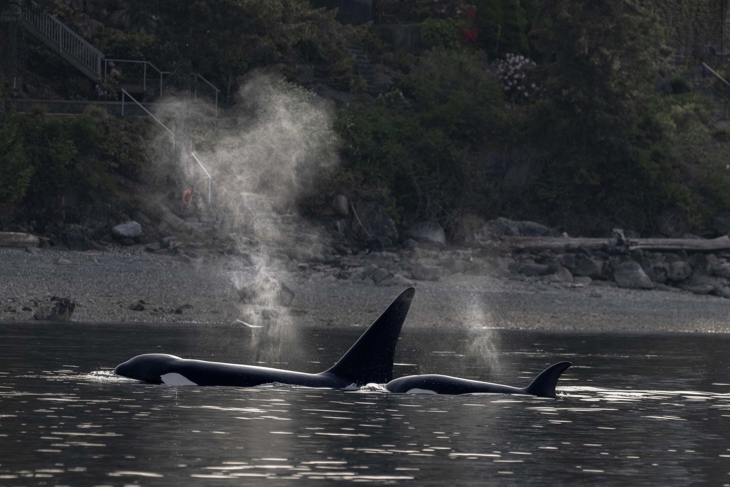 May 15, 2024, Sunset Tour - T090s, T087, T086A3s, and T071Bs in Howe Sound, and a Gray Whale Close to Home