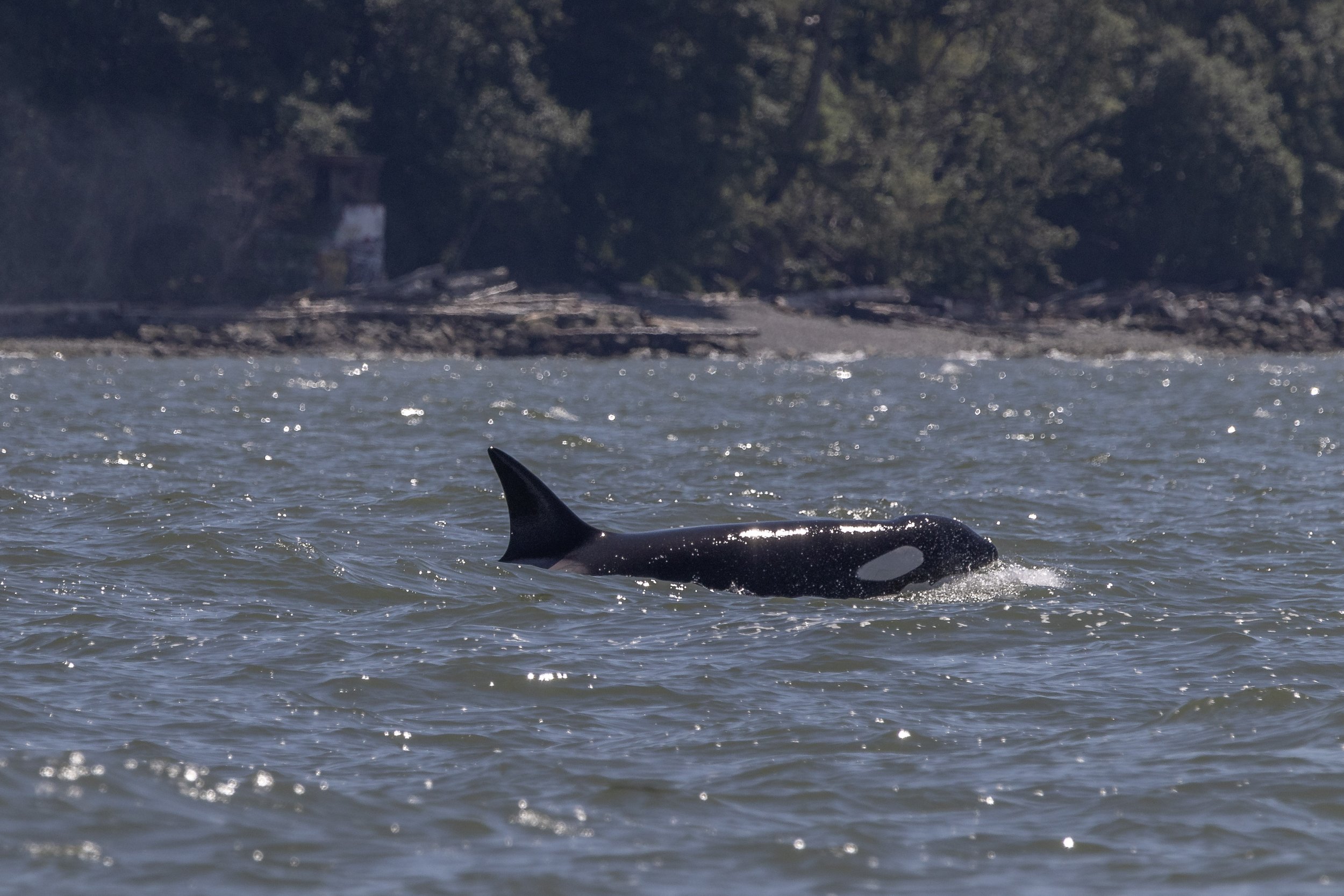 May 19, 2024 - T124A2s and T124Ds in English Bay, as well as a mini-humpback land!