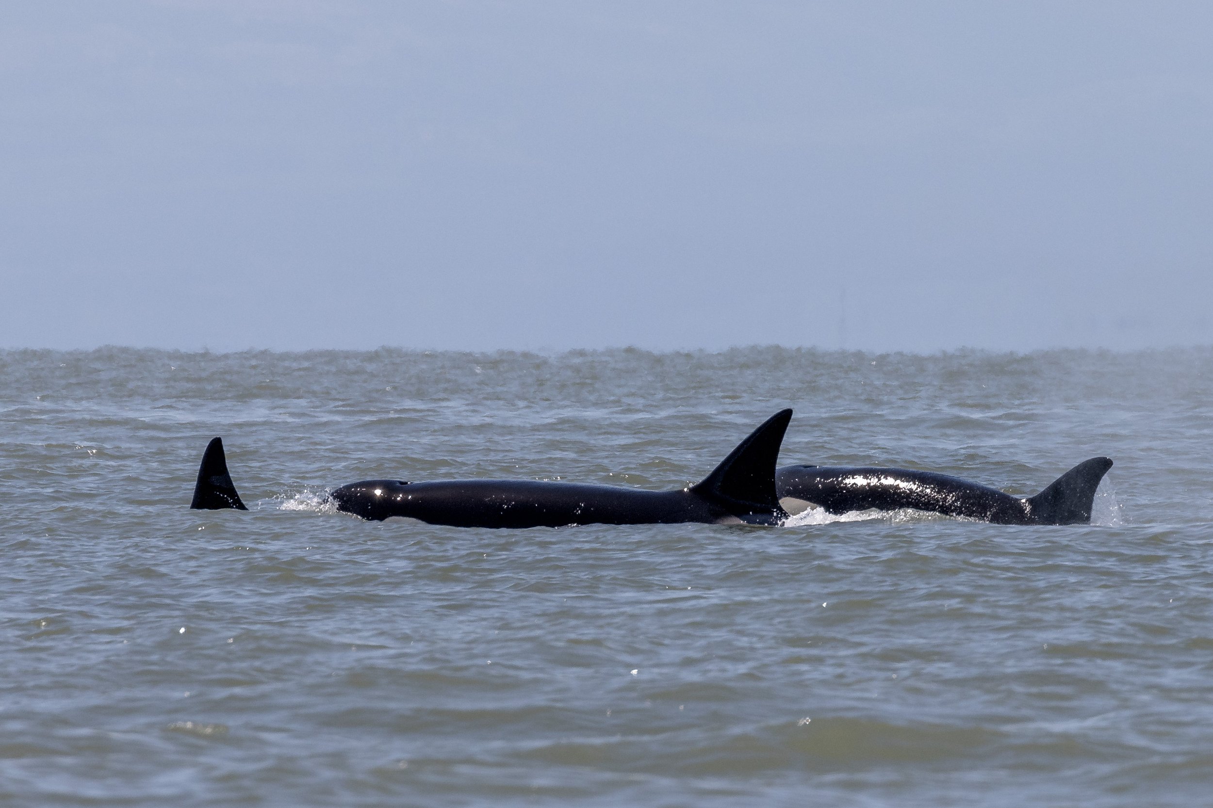 May 20, 2024 - The T124A2s and T124Ds together still, plus Wiggins and Squirrel the humpbacks!