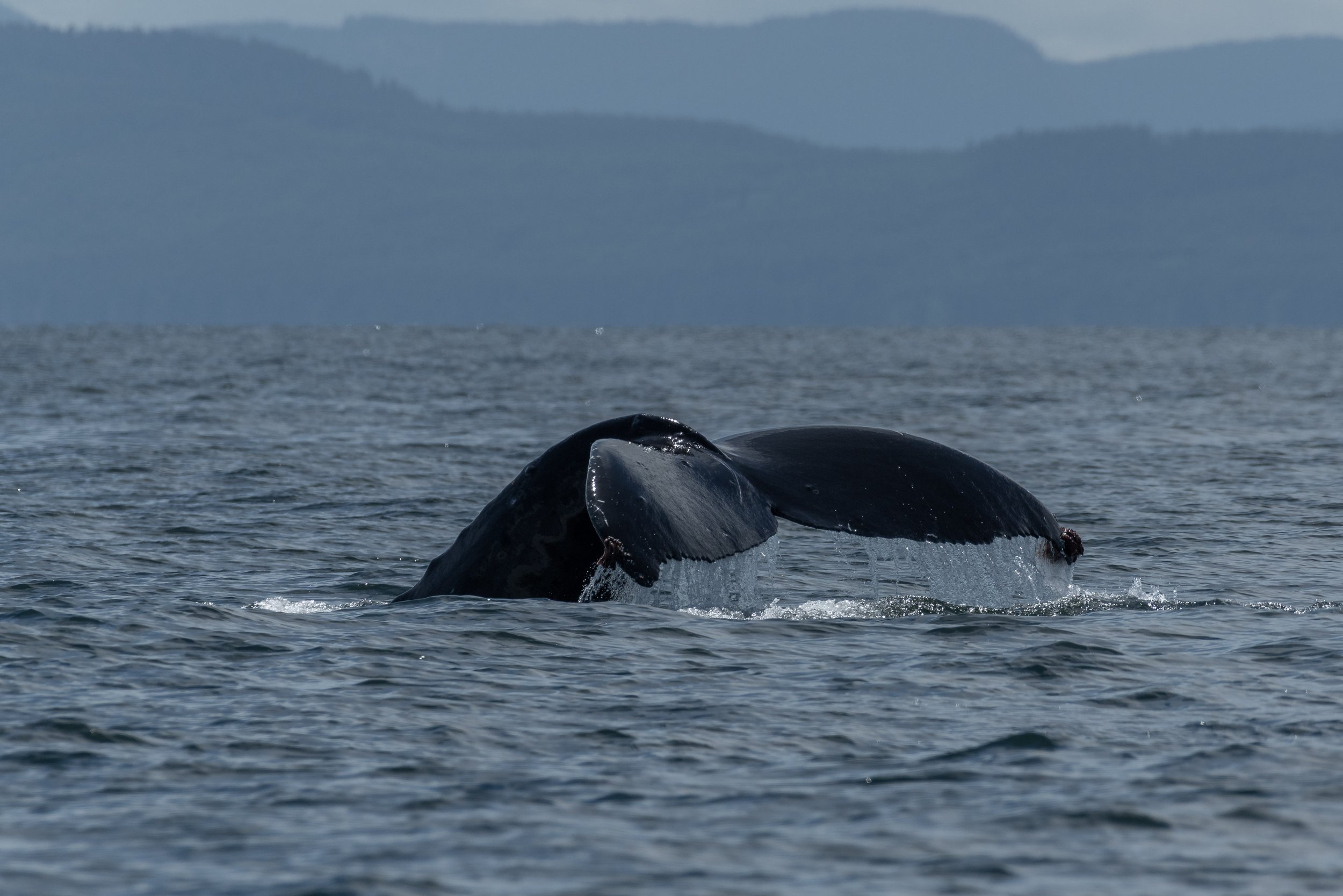 May 22, 2024 - Kelpie, Wisp, and Europa all seen in the Strait of Georgia