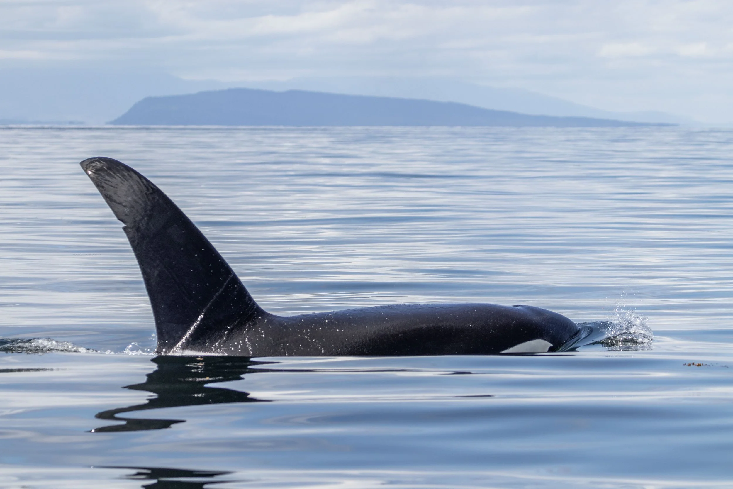 May 25, 2024 - T019 and T019B join us alongside the T049As!