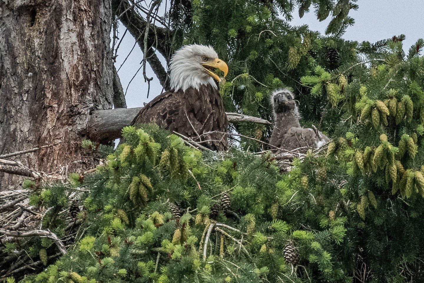 🚨 Bald Eagle Update! 🚨

We've seen the Eaglet! 

Did you know that the timetable for Bald Eagle activity around Nanaimo is very predictable? 

We tend to have Bald Eagles mating around Valentine's Day, finish prepping their nests by mid-March, and 