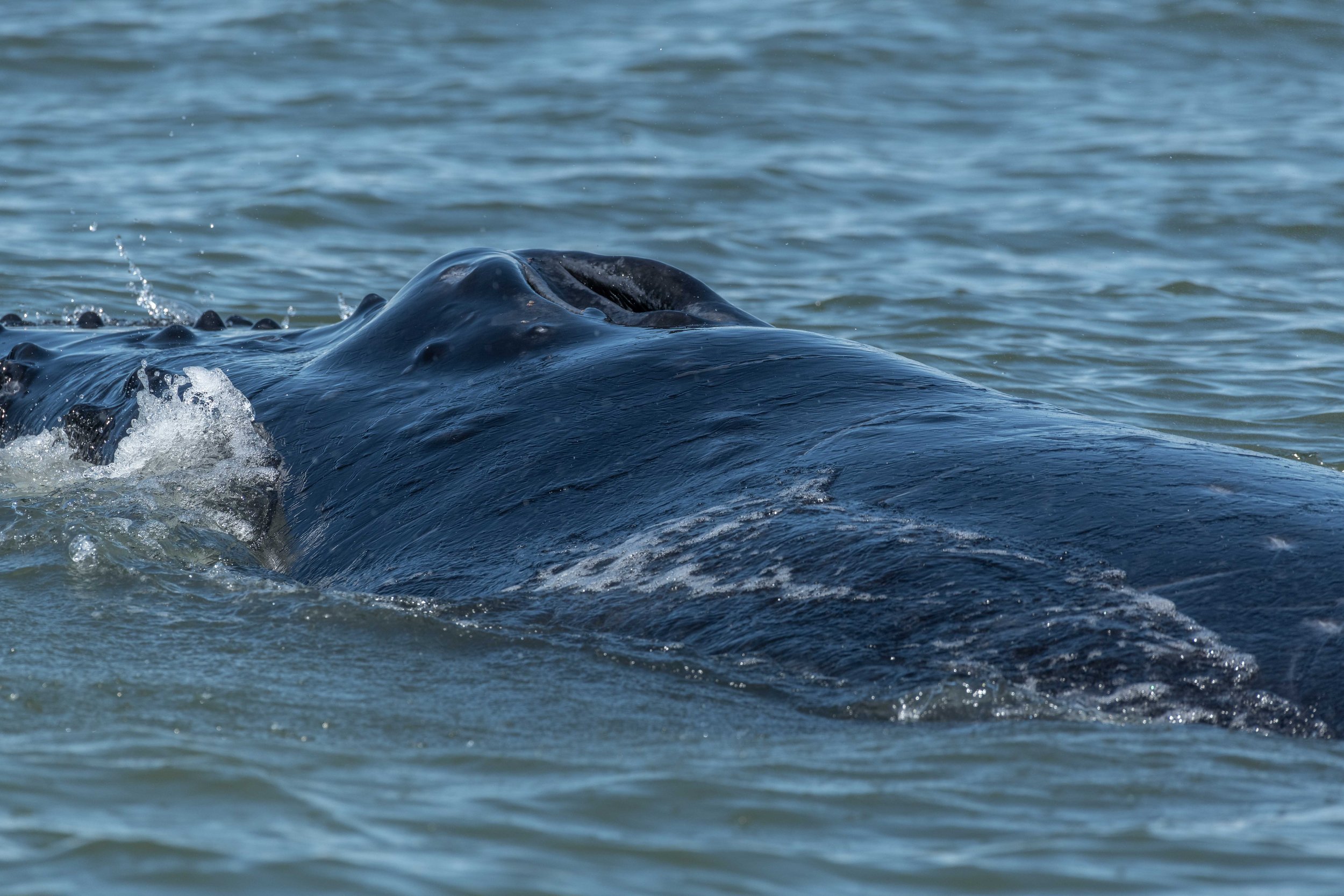 May 29, 2024 - Humpbacks everywhere you look.
