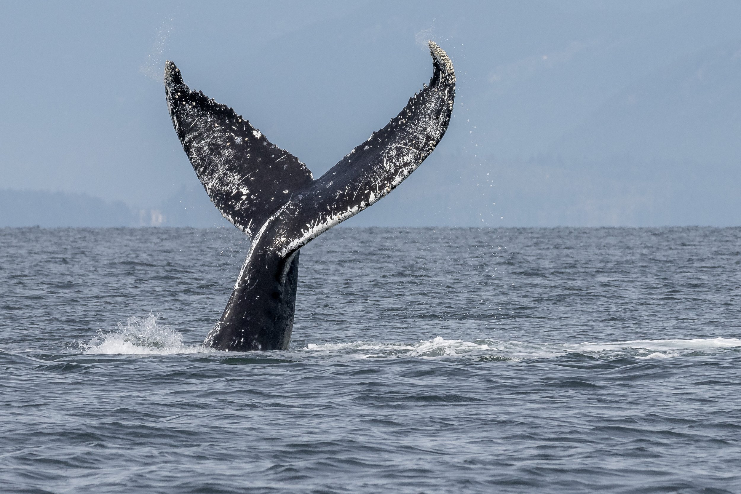May 31, 2024 - Slapping Humpbacks Everywhere We Look! 