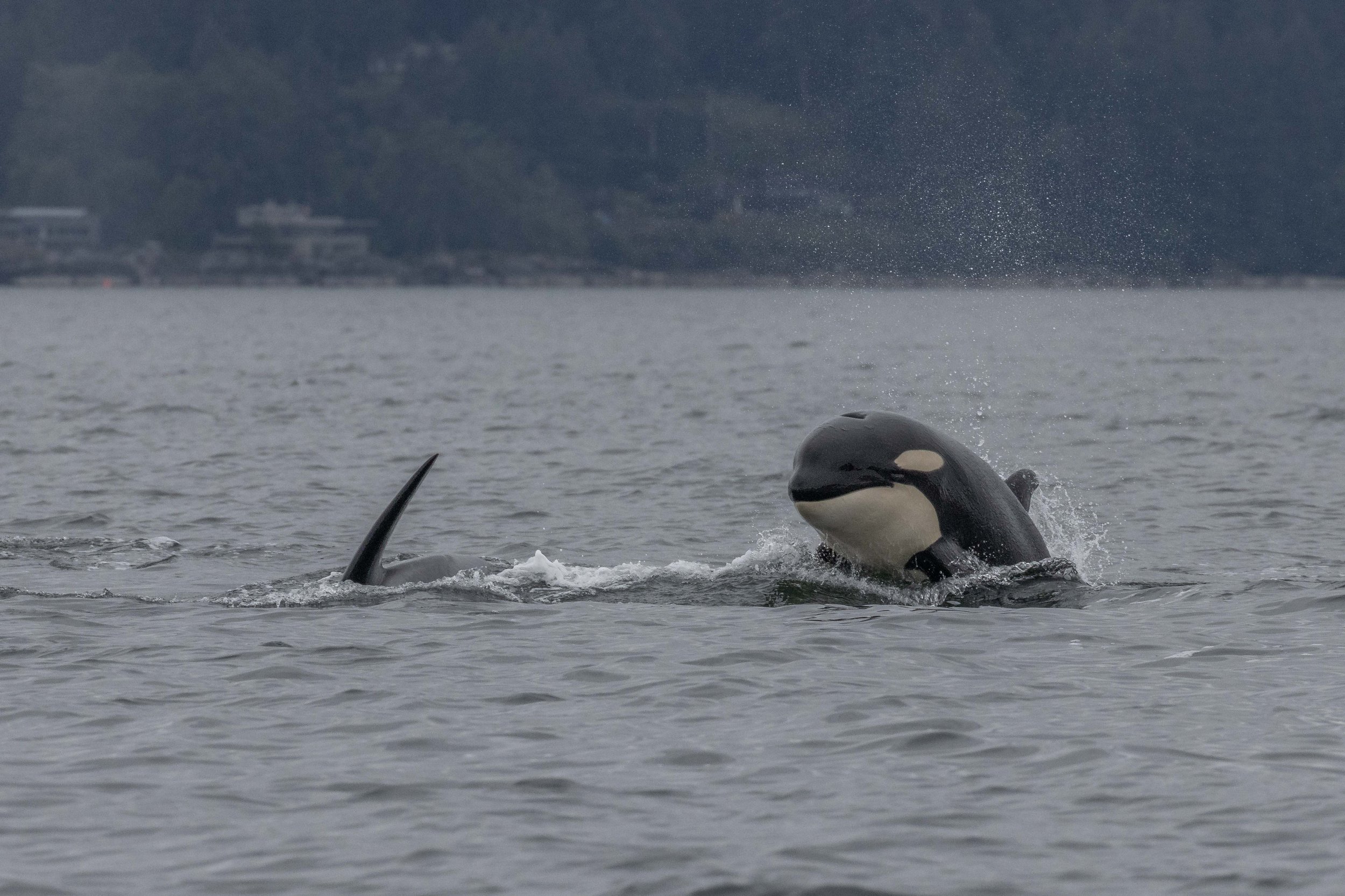June 1, 2024, 10:30 AM - Some humpbacks travelling and the T046B1s hunting!