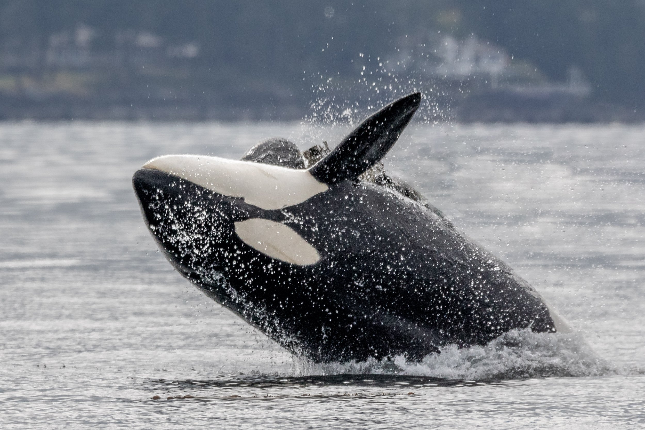 June 1, 2024, 3:30 PM - The T046B1s feasting plus some travelling humpbacks