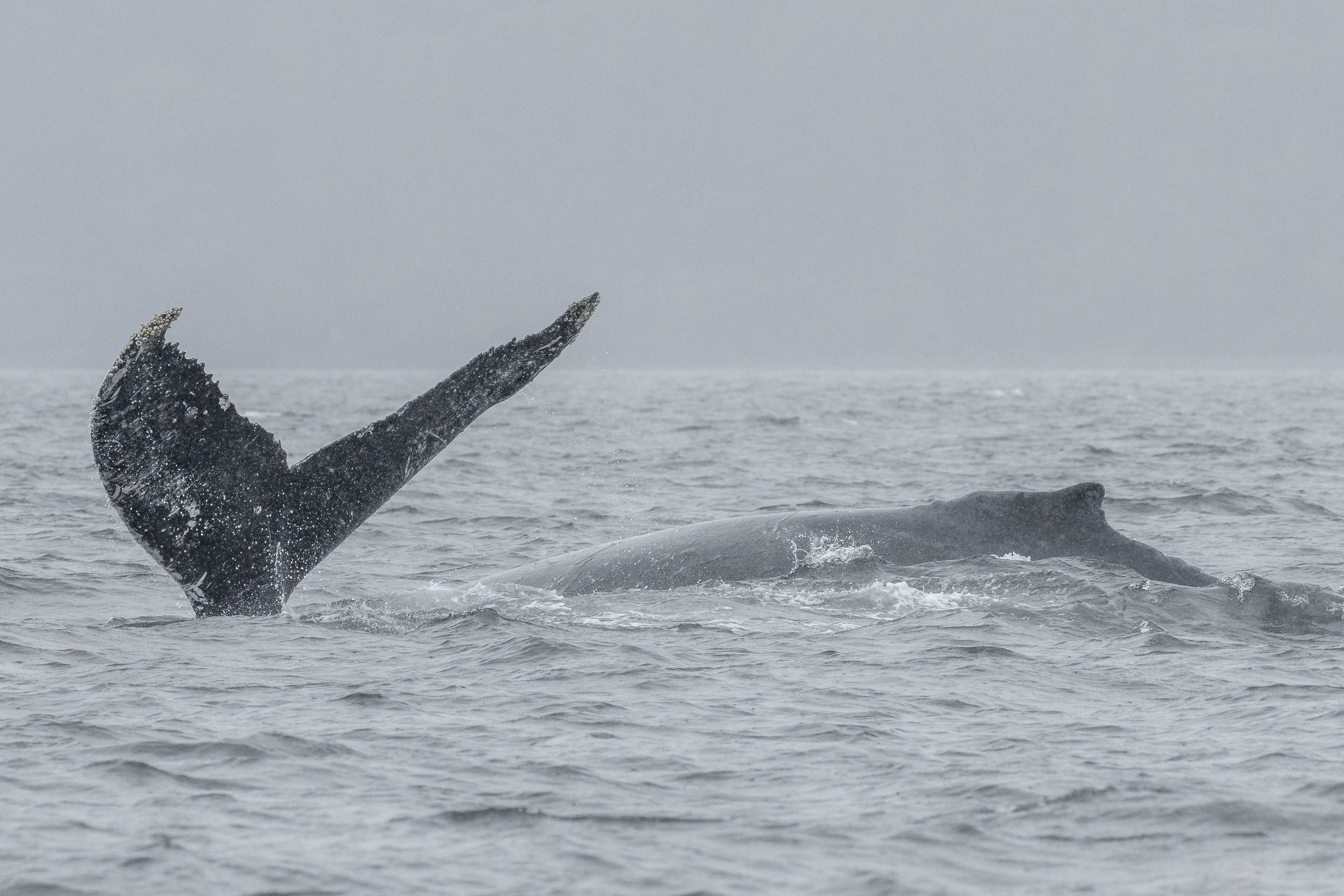 June 2, 2024 - SpOcu-lar partied in the Strait with Seabird