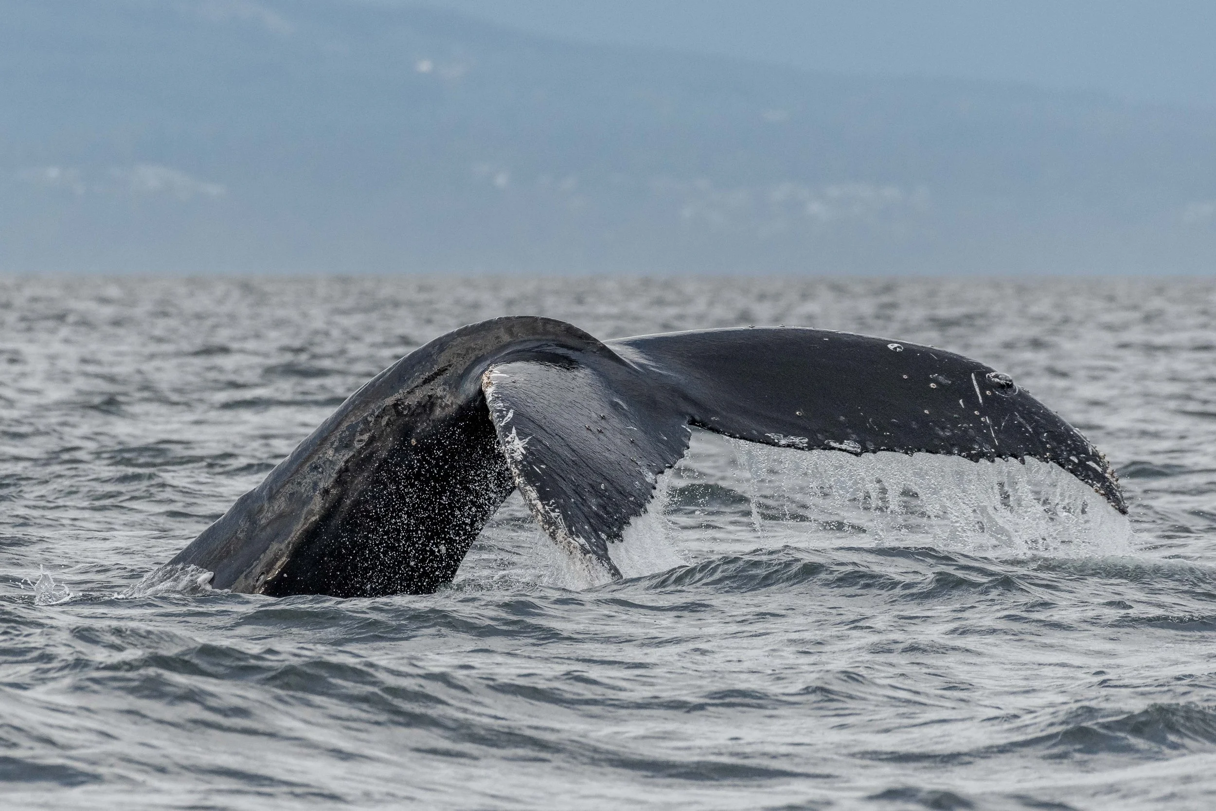 June 3, 2024 - Humpbacks All Day Long! 