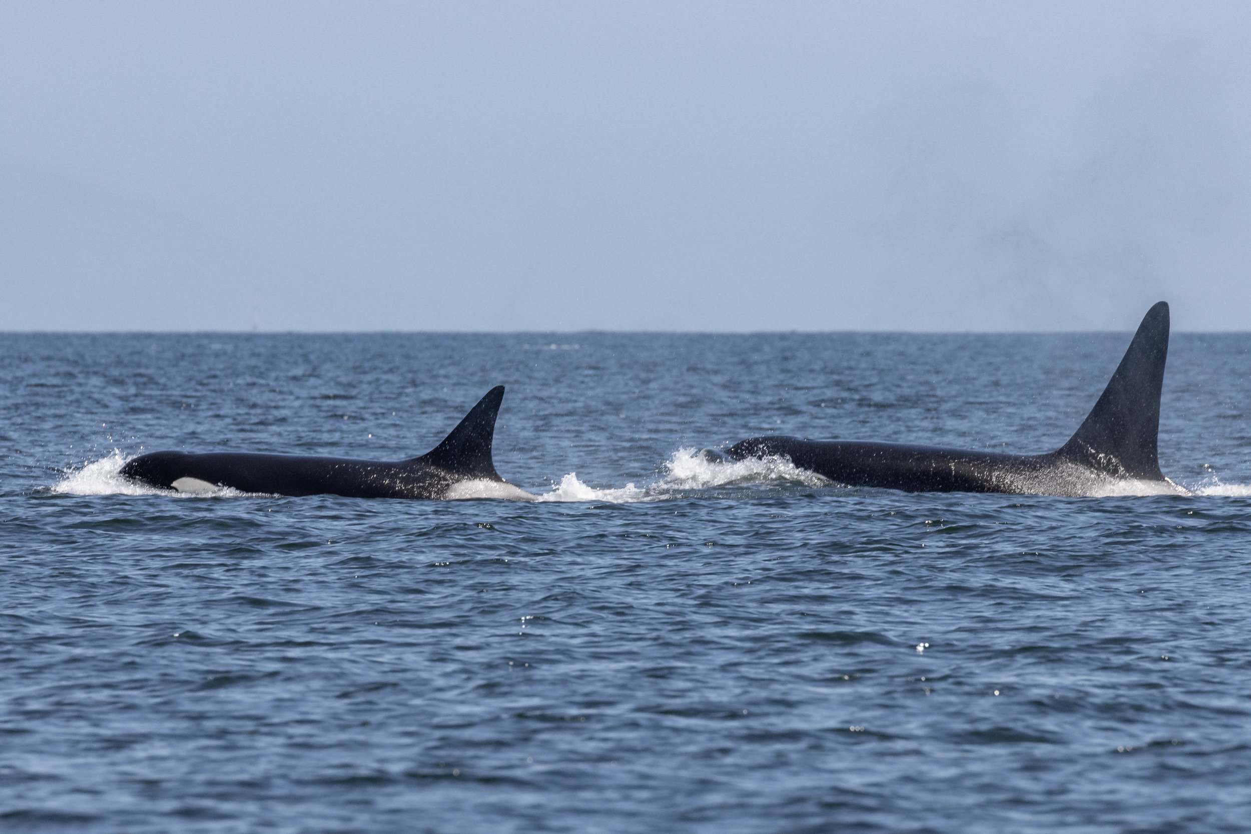 June 9, 2024, 10:30 AM - Humpbacks and Orca and Eagles, oh my!
