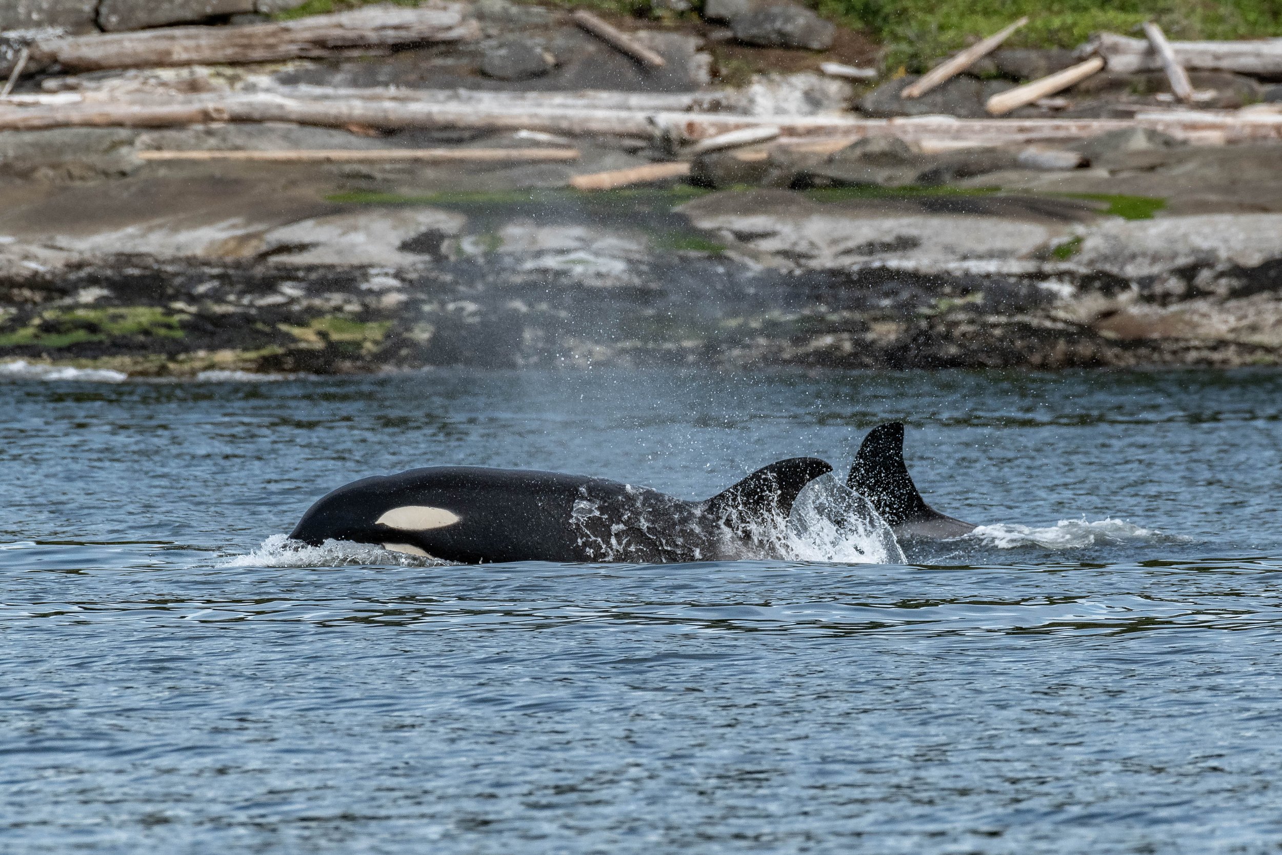 June 8, 2024 - Double Species Day in the Strait!