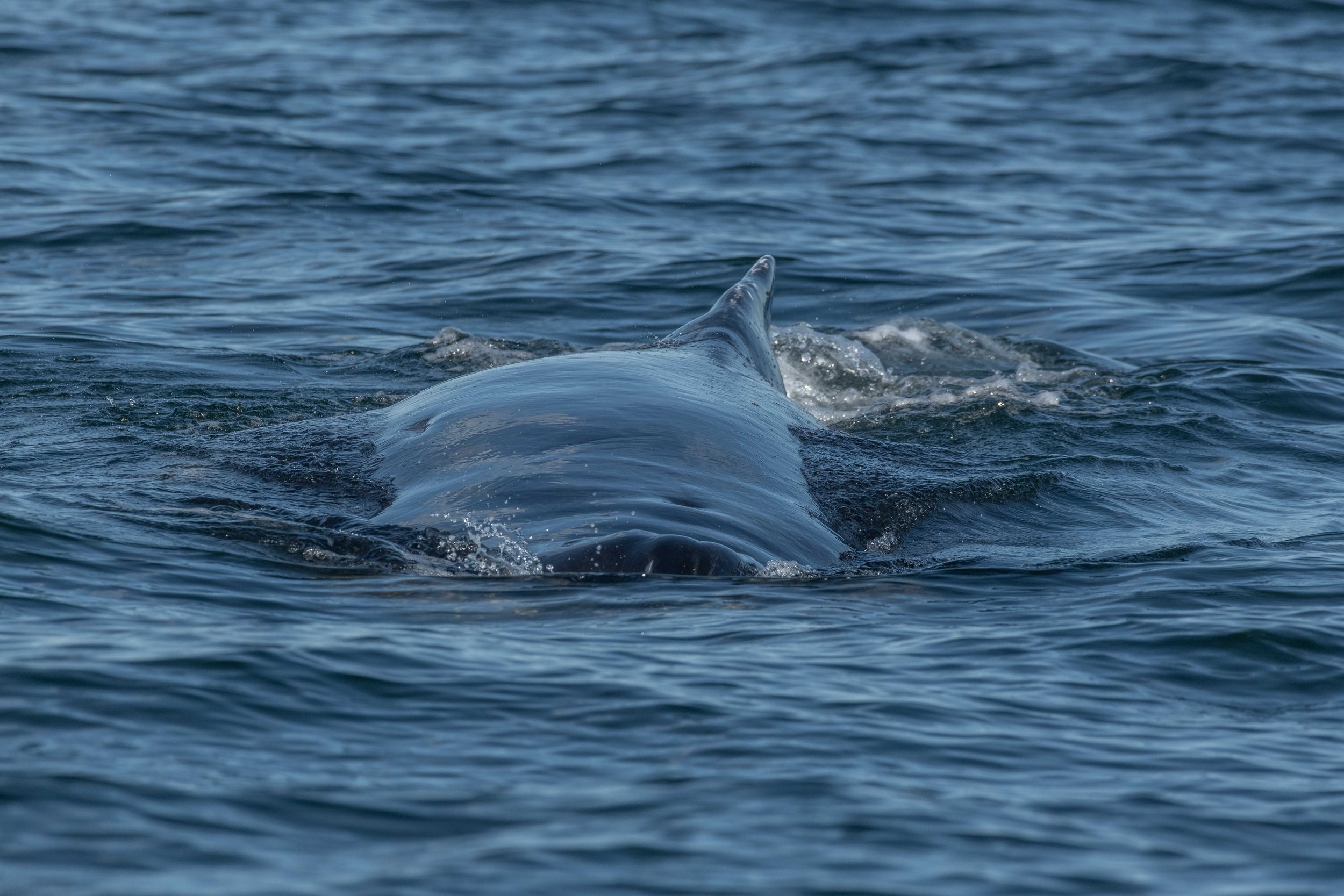 June 9, 2024, 3:30 PM - Blows, breaching and a baby!