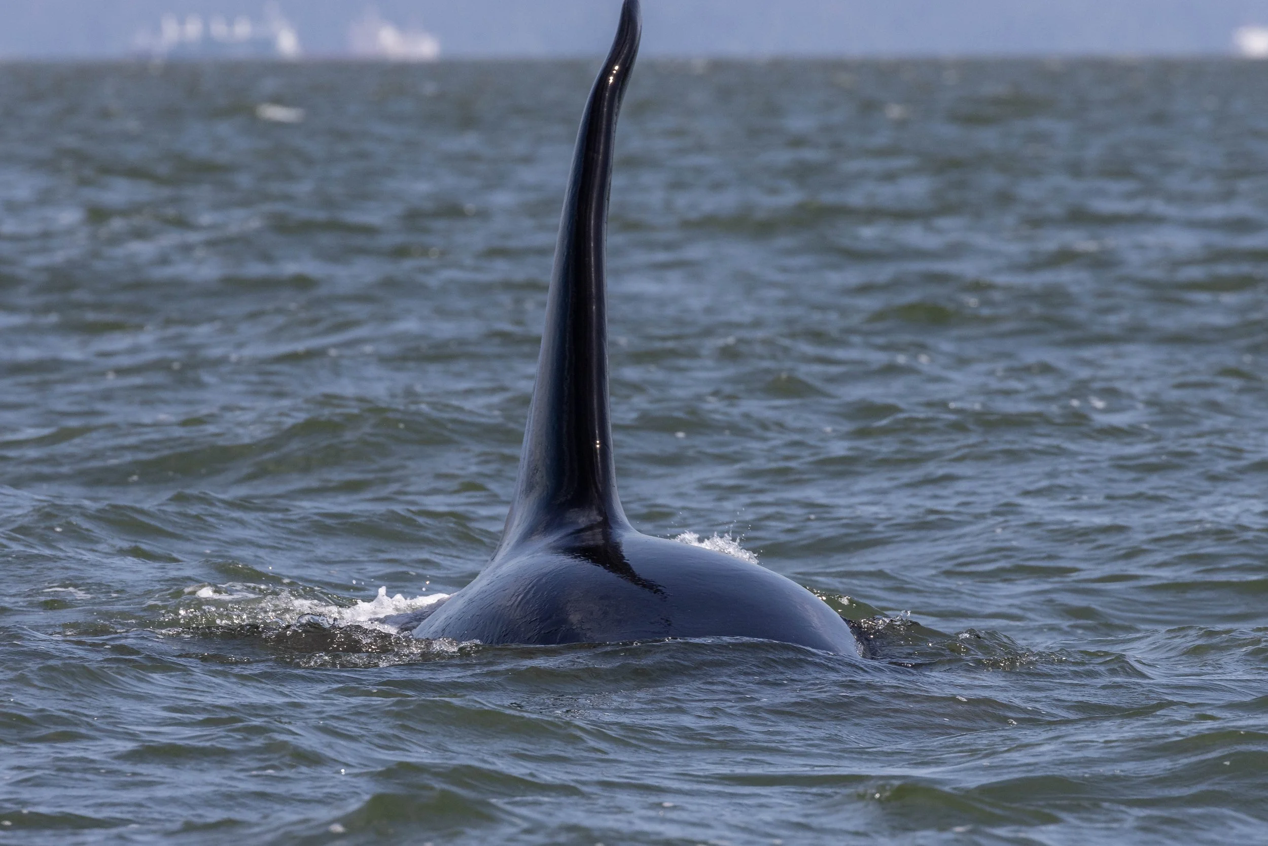 June 10, 2023, 10:30 AM - Hunting with the T100s in the Strait of Georgia