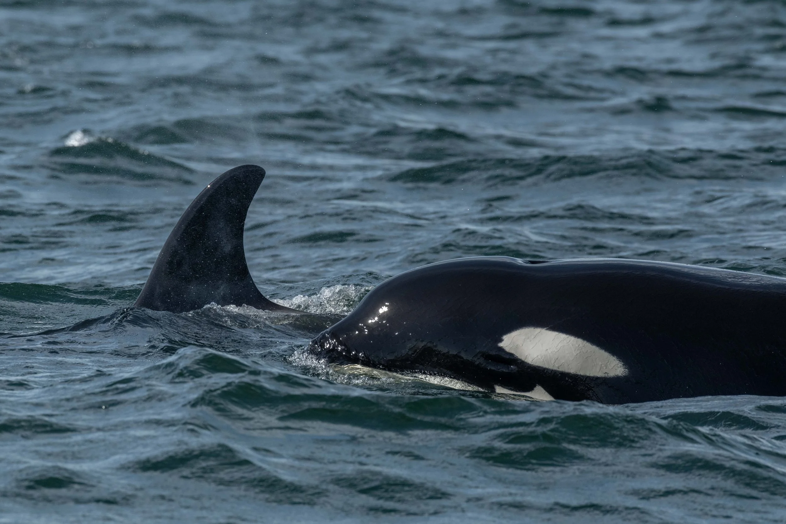 June 10, 2023, 3:30 PM - A whole lot of whales! 