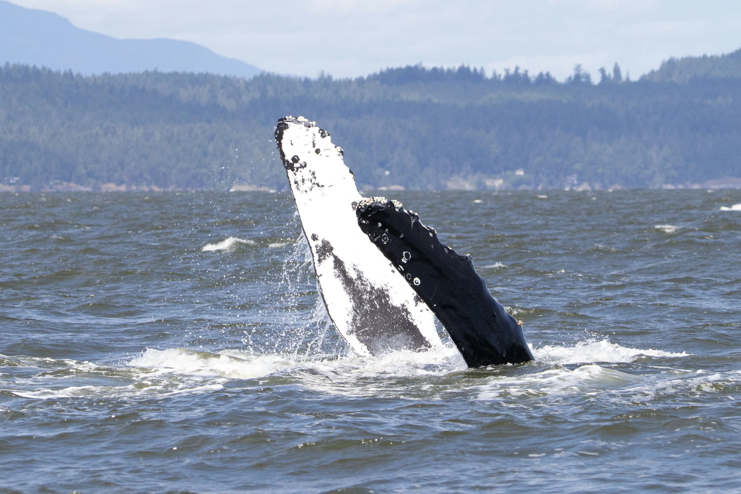 June 12, 2024, 10:30 AM - Humpback Party in the Strait of Georgia