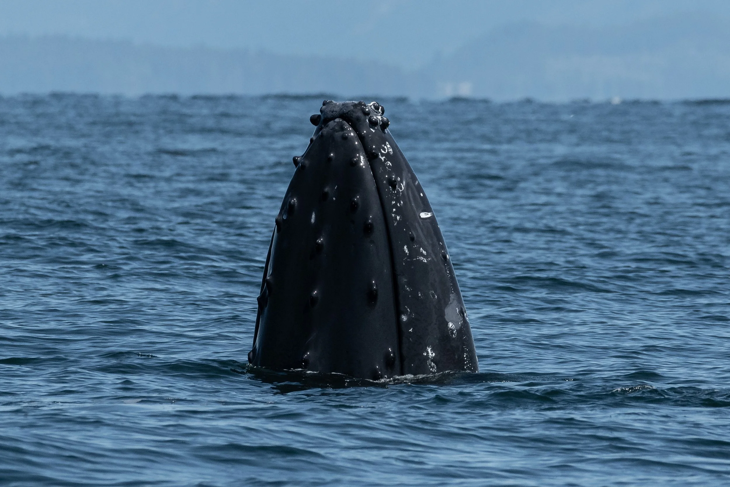 June 13, 2024, 10:30 AM - Humpbacks, humpbacks, humpbacks!