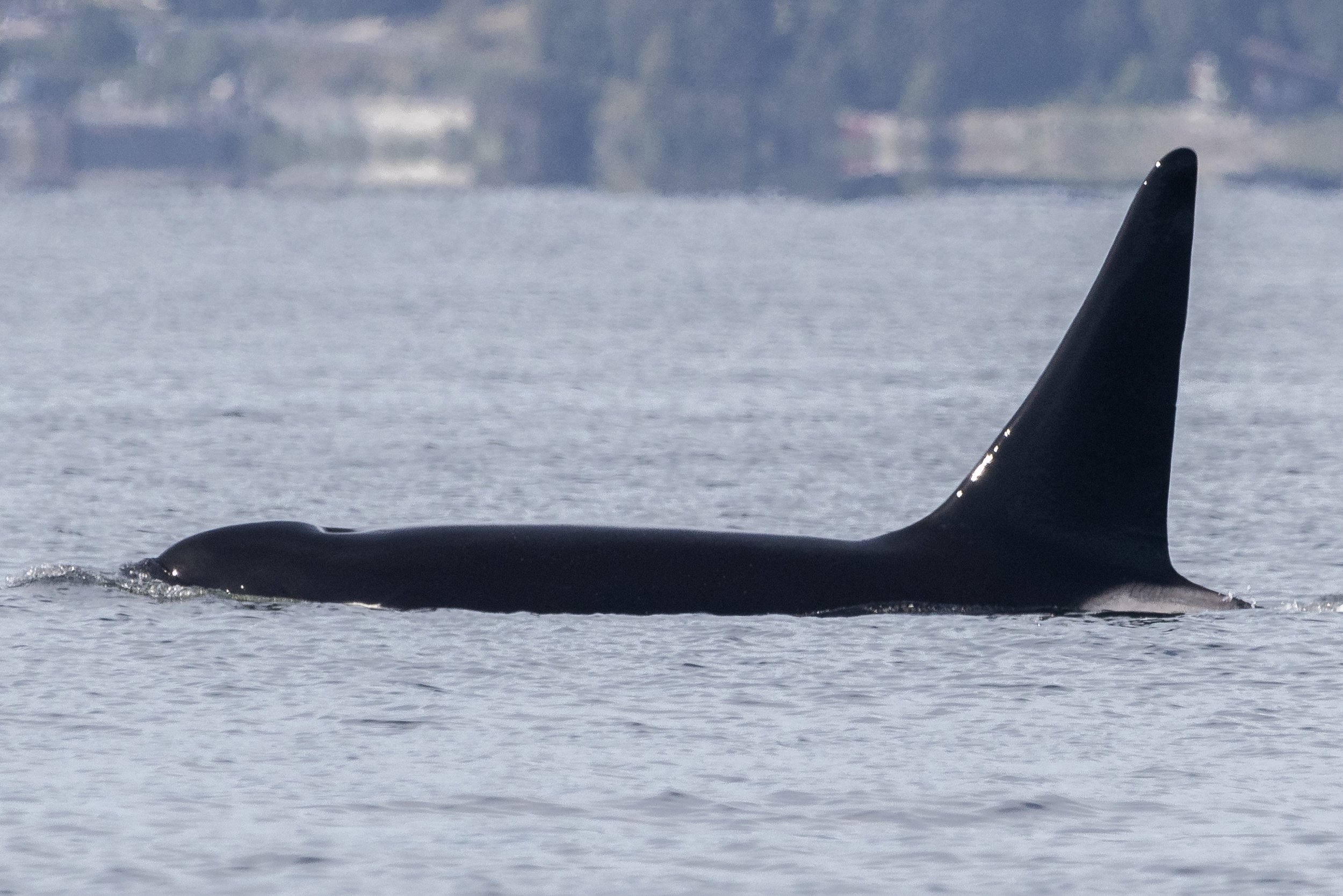 June 13, 2024, 3:30 PM - Bigg Mama's boys