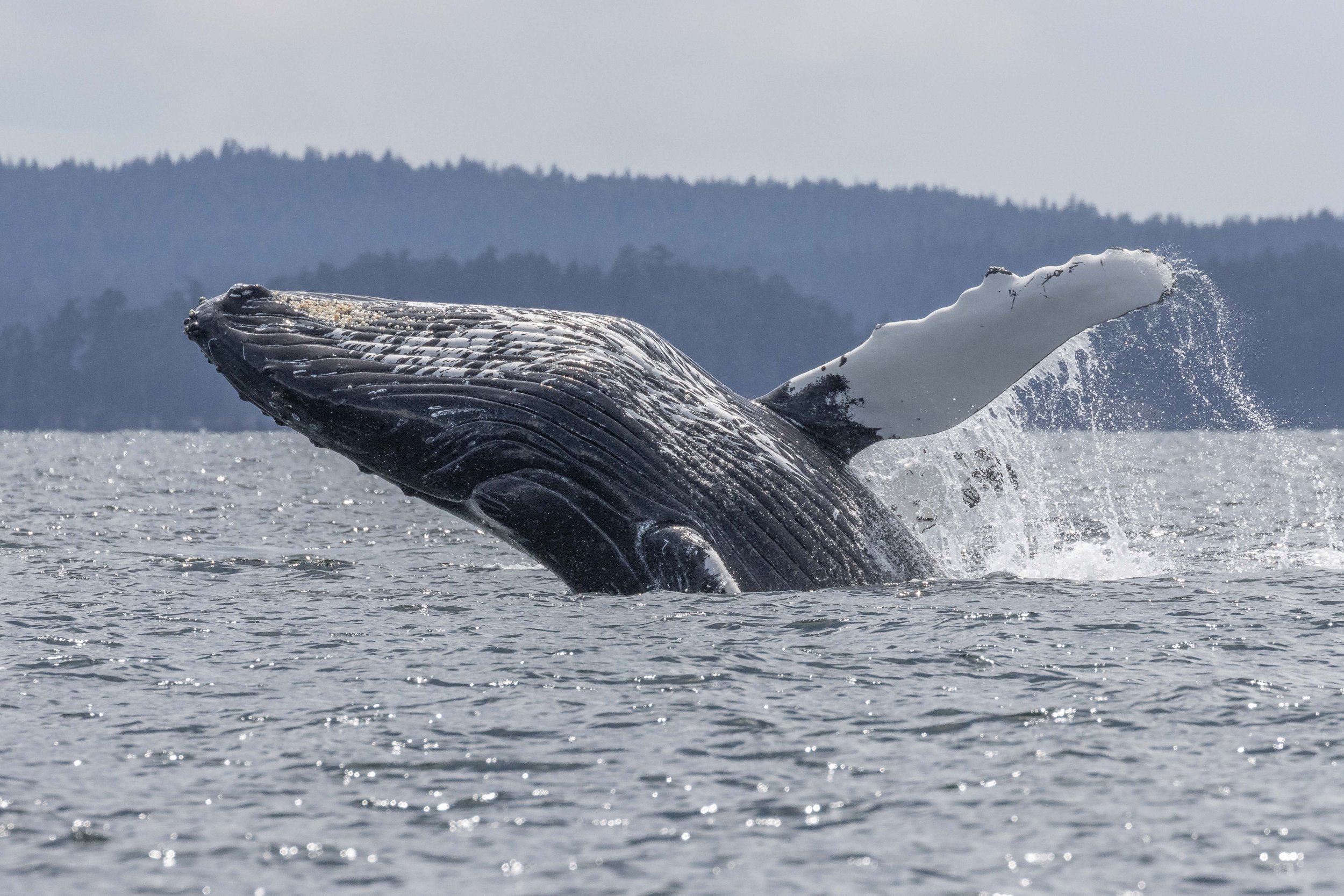 June 15, 2024, 10:30 AM - Whales Everywhere We Look! 