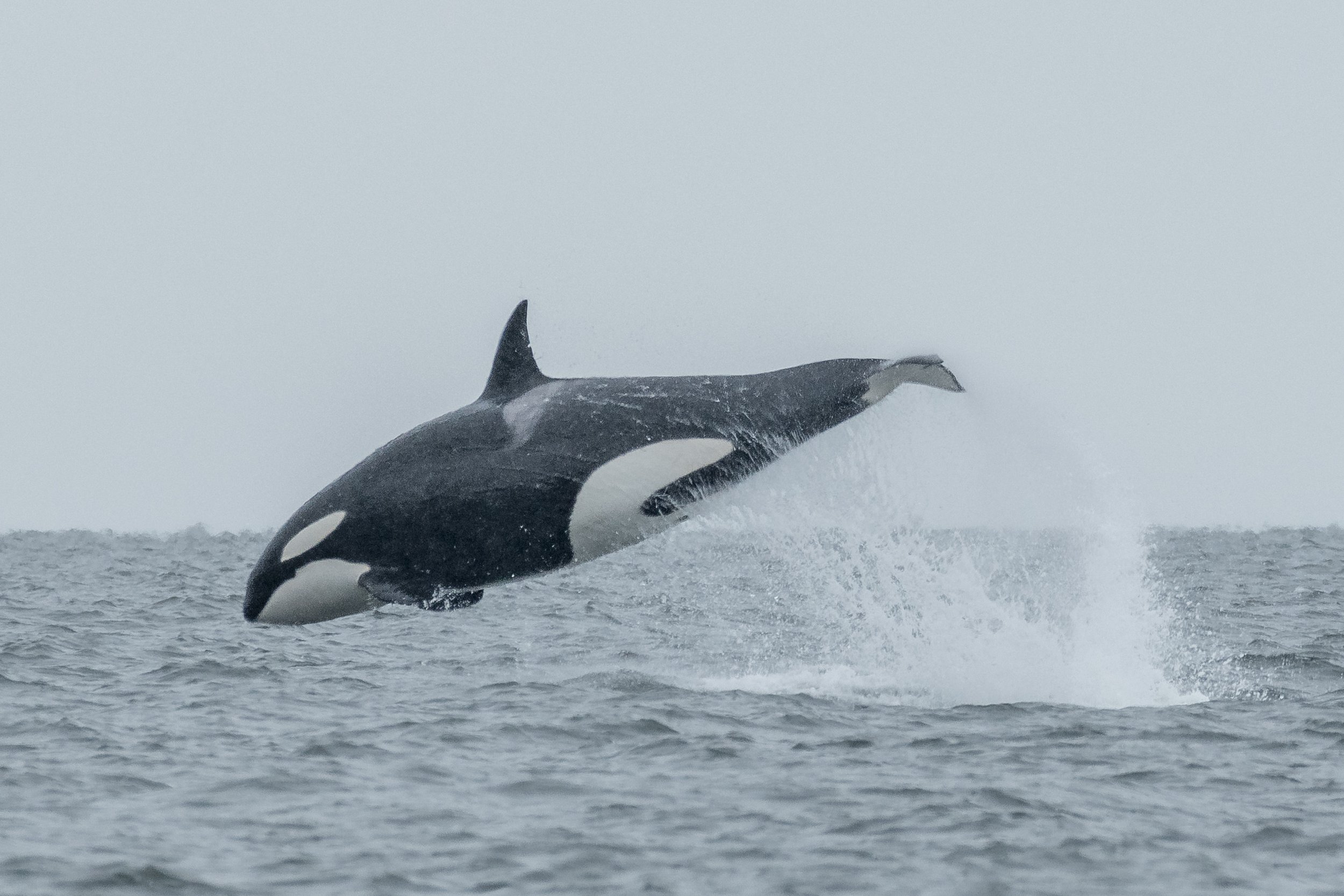 June 16, 2024 - Flying Orca and a Sleepy Humpback
