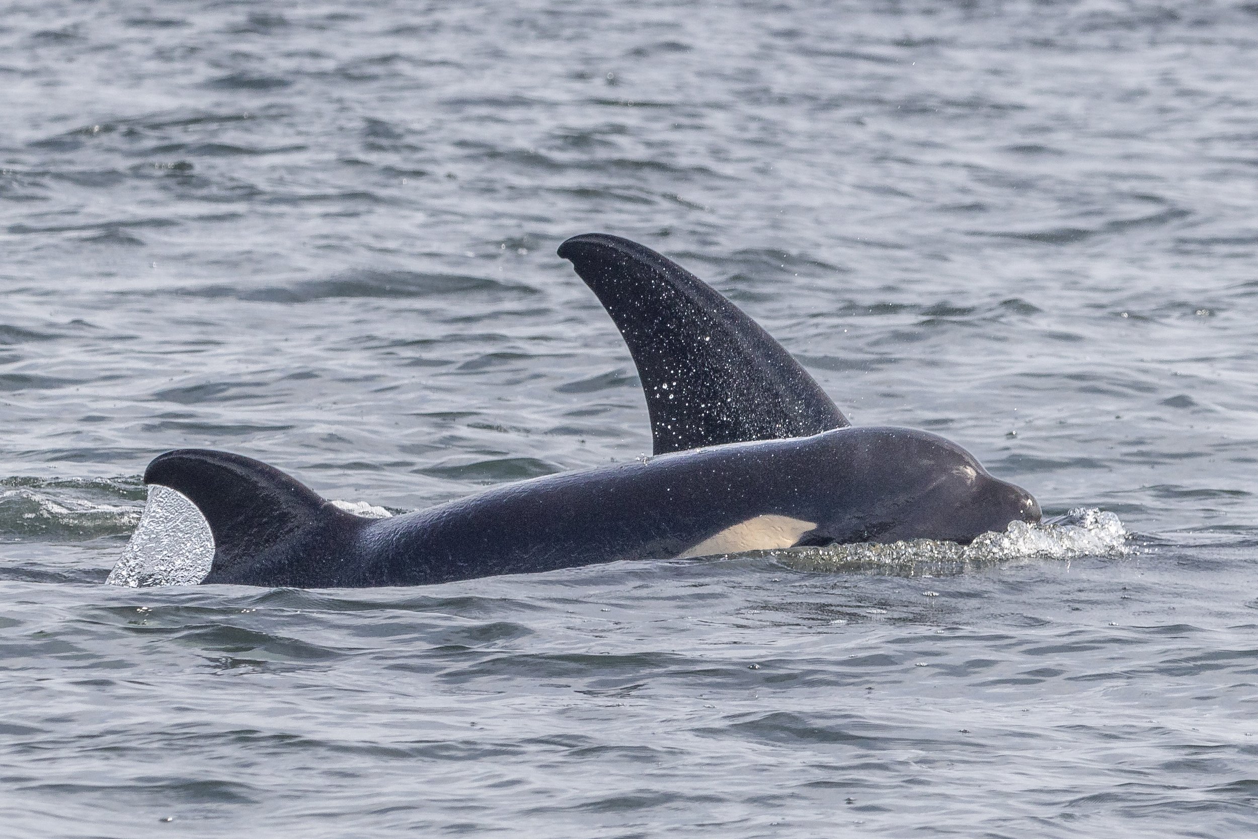 June 17, 2024, 3:30 PM - T-Party in the Strait, as well as two groups of Humpbacks