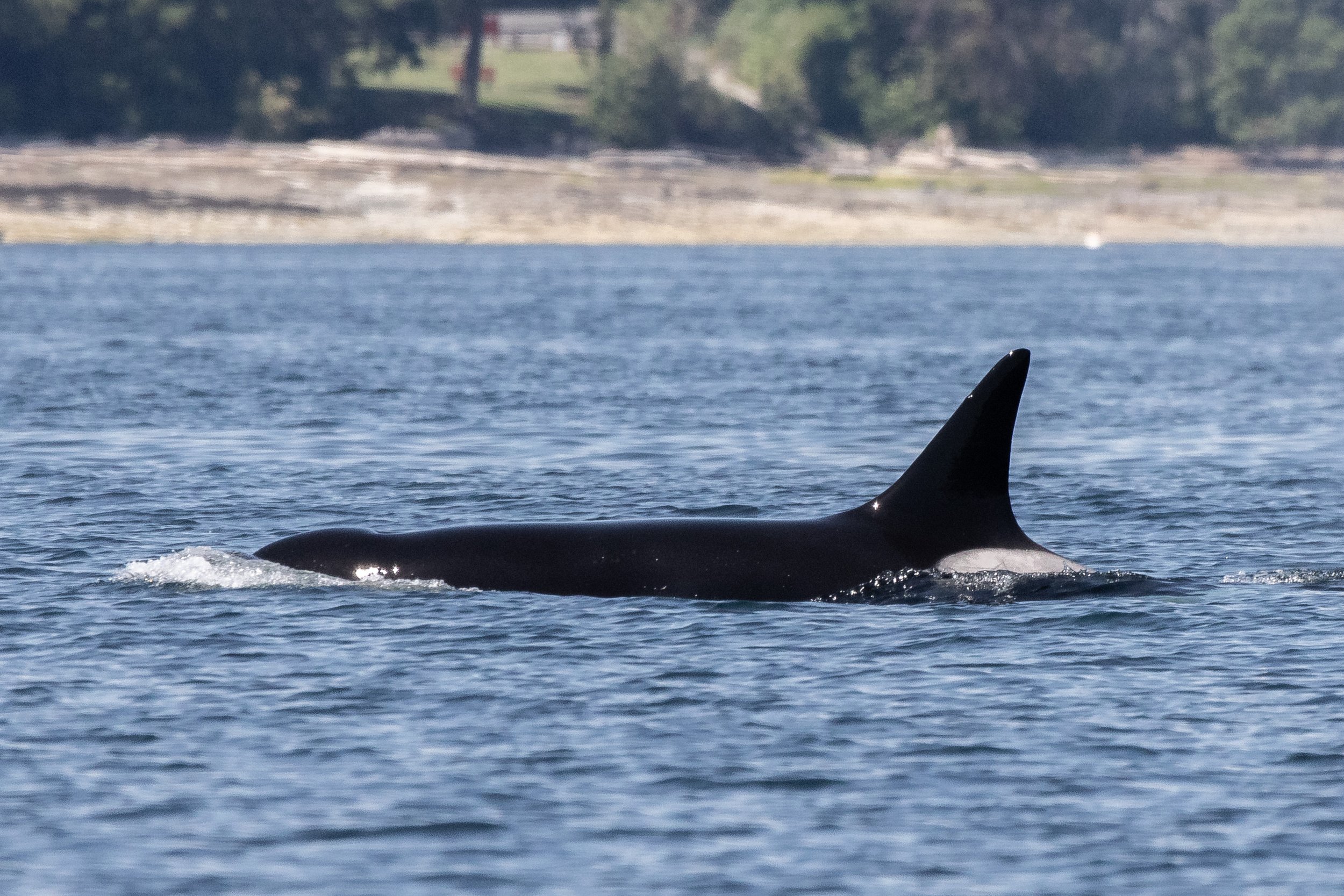 June 19, 2024, 10:30 AM - The T101s South of Dodd, and humpback whale Bagheera!