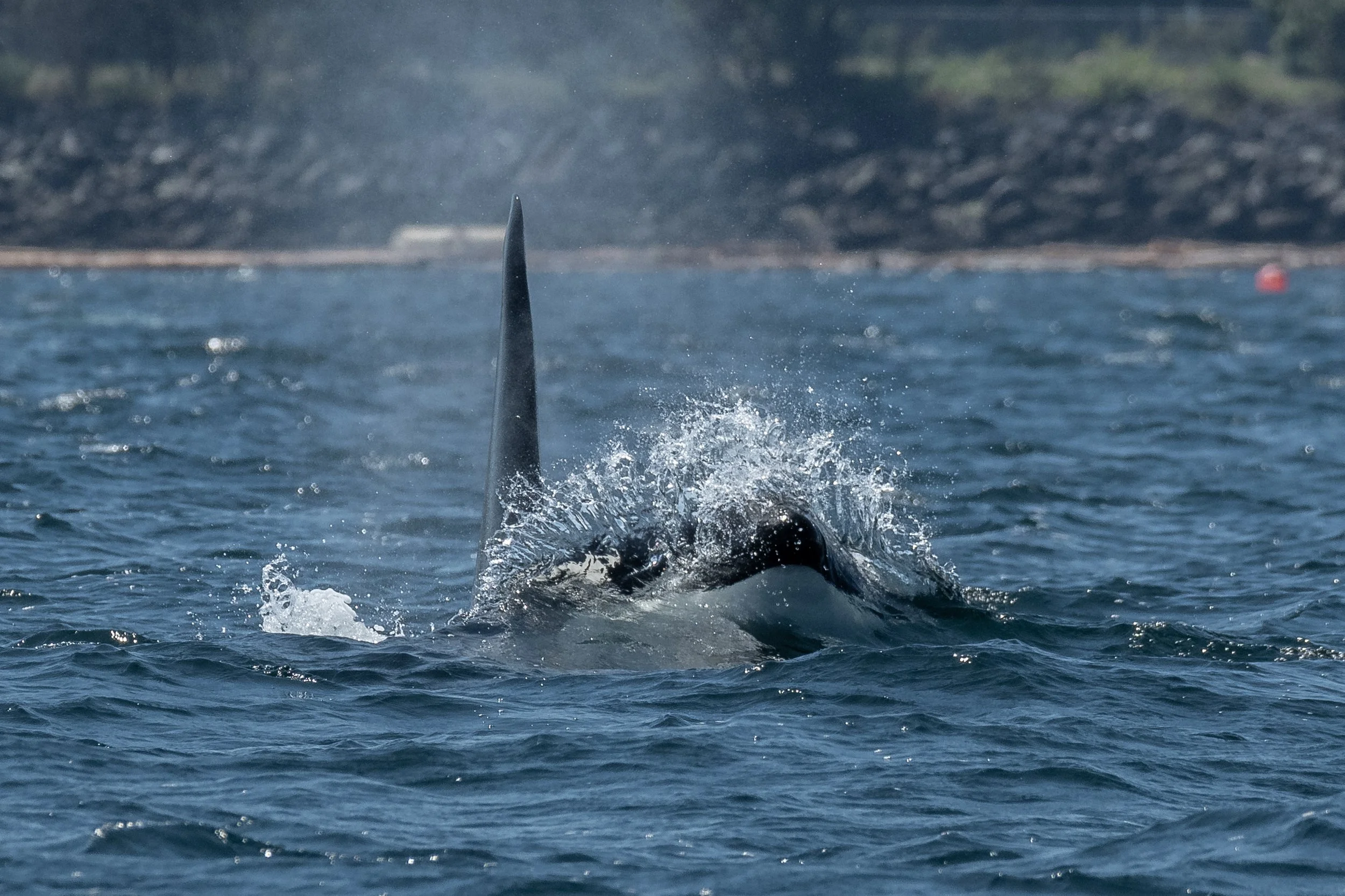 June 20, 2024, 10:30 AM - Riding the waves with the T101s