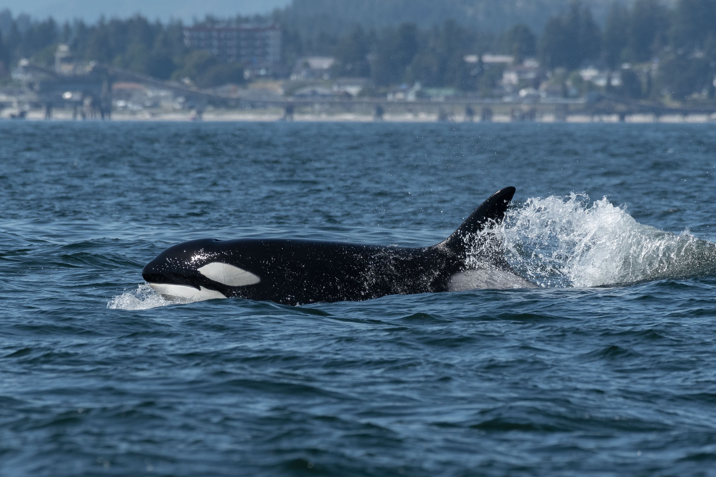June 20, 2024, 3:30 PM - A Motley Crew of whales