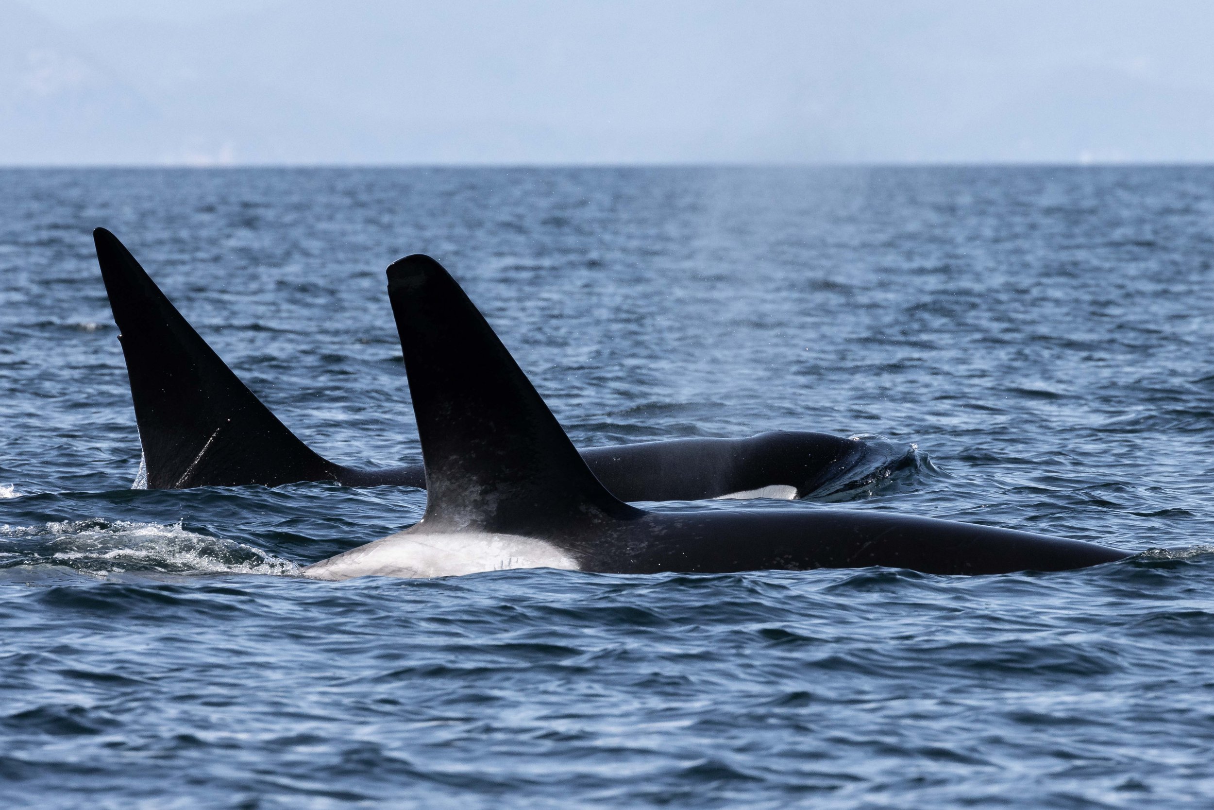 June 19, 2024, 3:30 PM - Jude and Cooper, and a handful of humpbacks! 