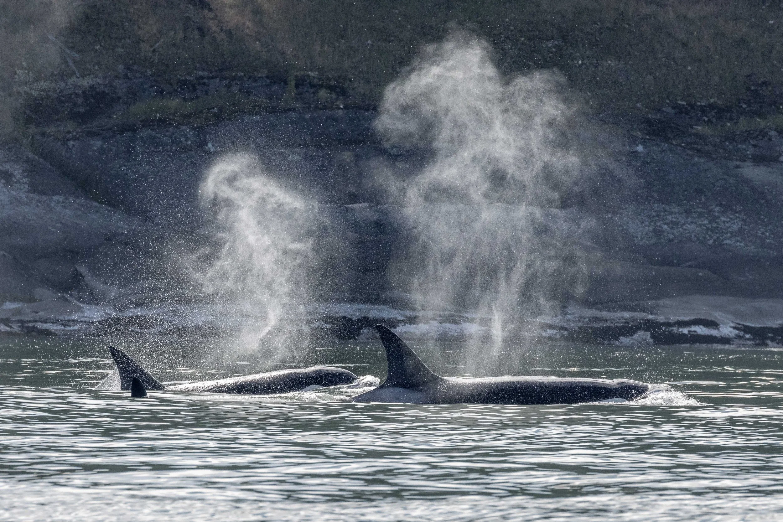 June 21, 2024, 3:30 PM - T077s trolling the Valdes Coast and a bunch of Humpbacks!
