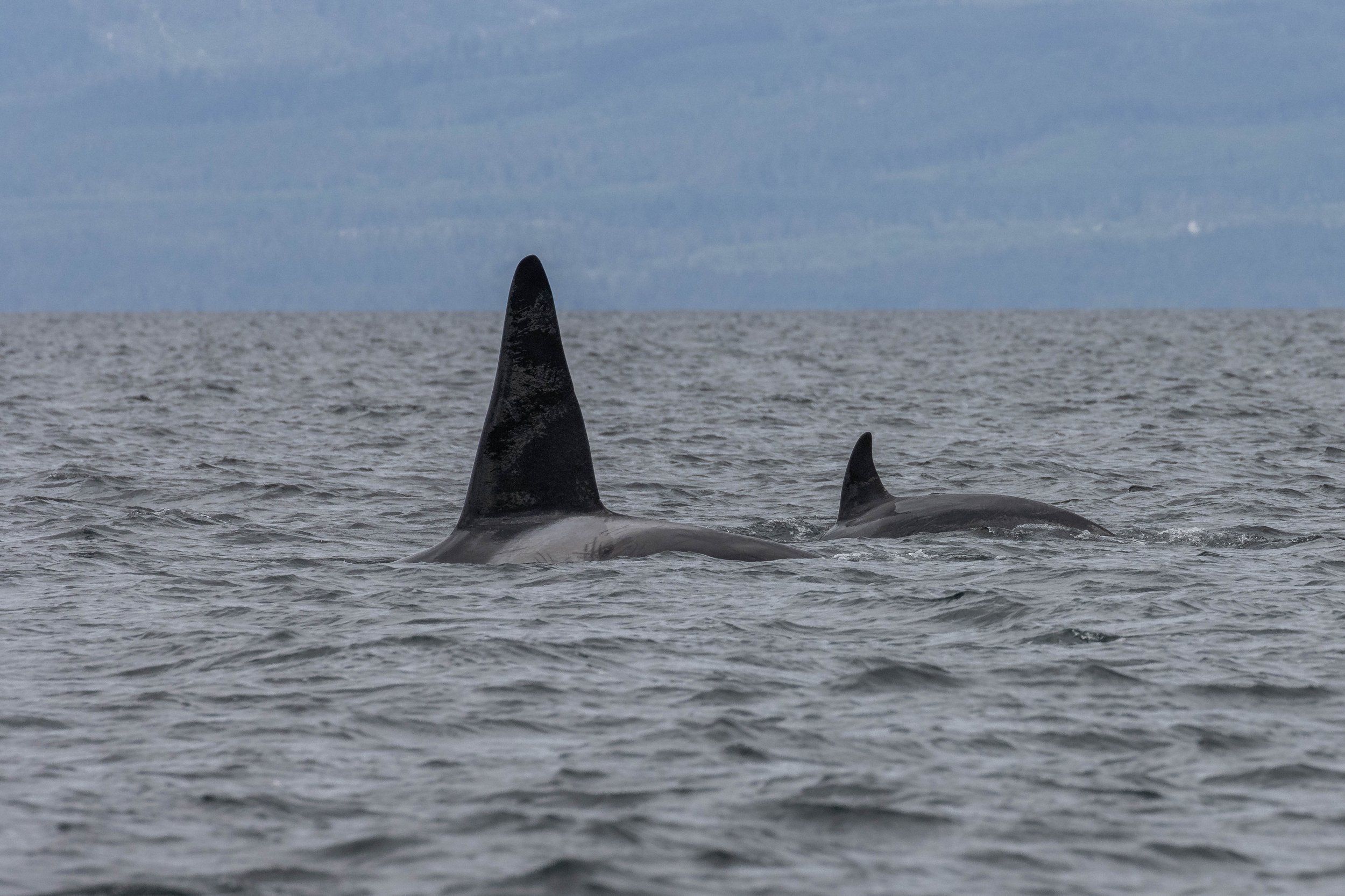 June 23, 2024 - Humpbacks and the T002Cs!