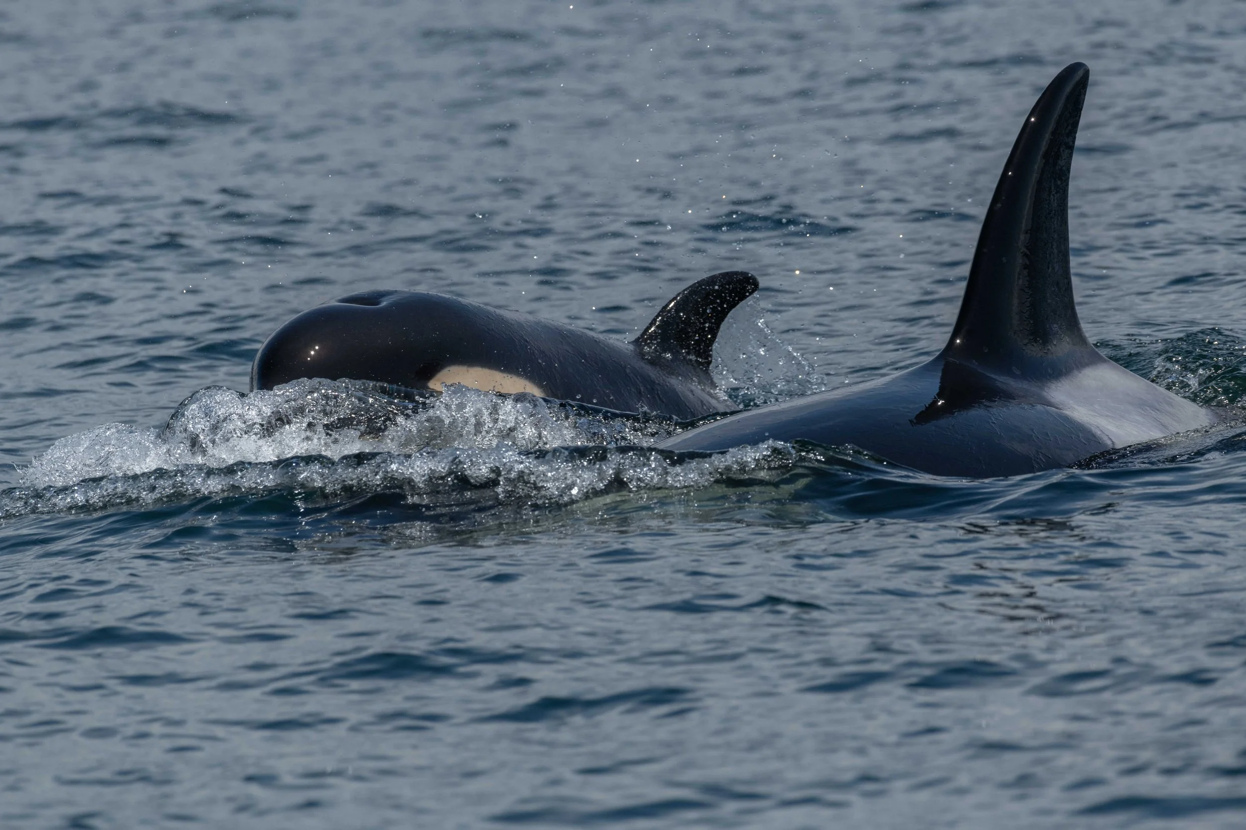 June 24, 2024, 10:30 AM - A trio of Humpbacks and a funny quartet of orca!