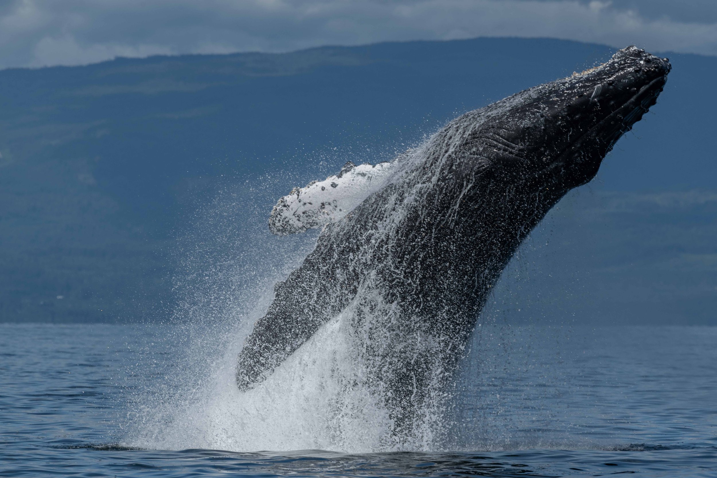 June 24, 2024, 3:30 PM - Breachapalooza with 3 youngster Humpbacks! 