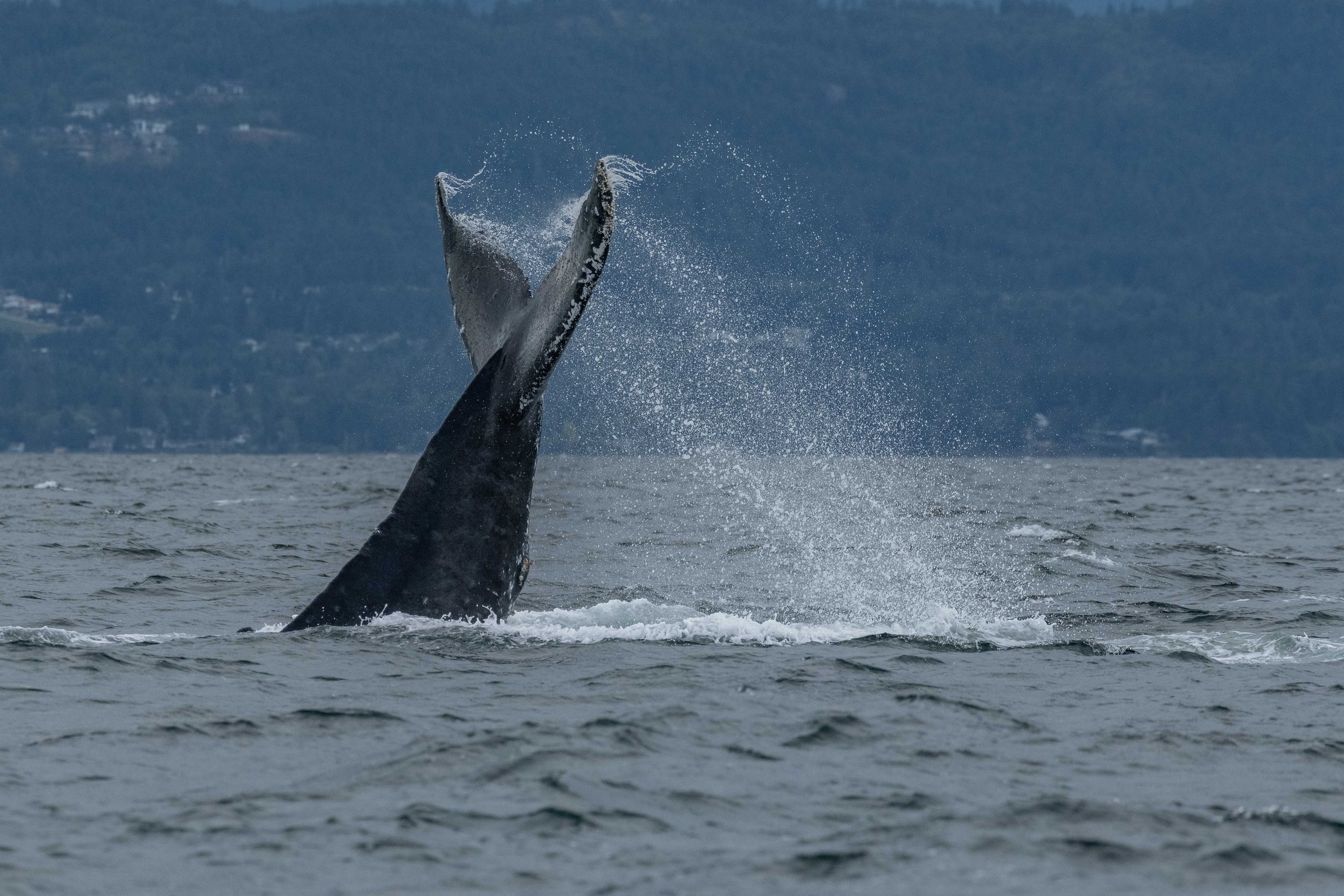 June 25, 2024, 3:30 PM - T049C Neilson travels north and some Acrobatic Humpbacks! 