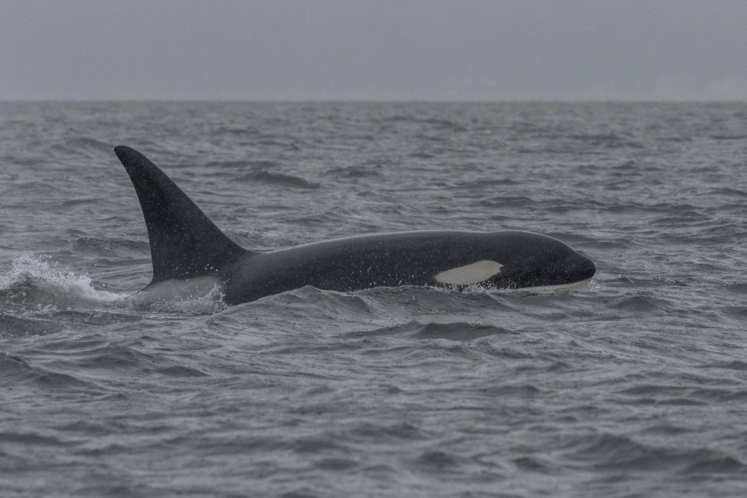 June 26, 2024, 10:30 AM - Double Species in the Rain