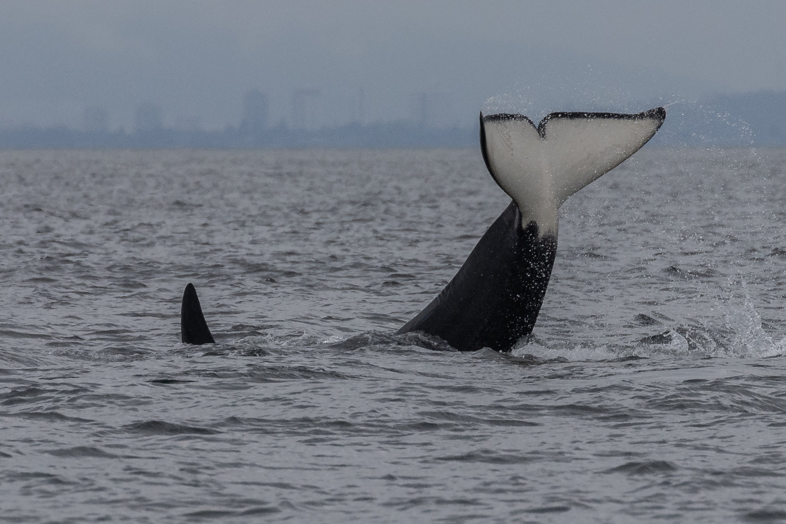 June 26, 2024, 3:30 PM - T-party along Valdes Island, with Humpbacks in the mix?!
