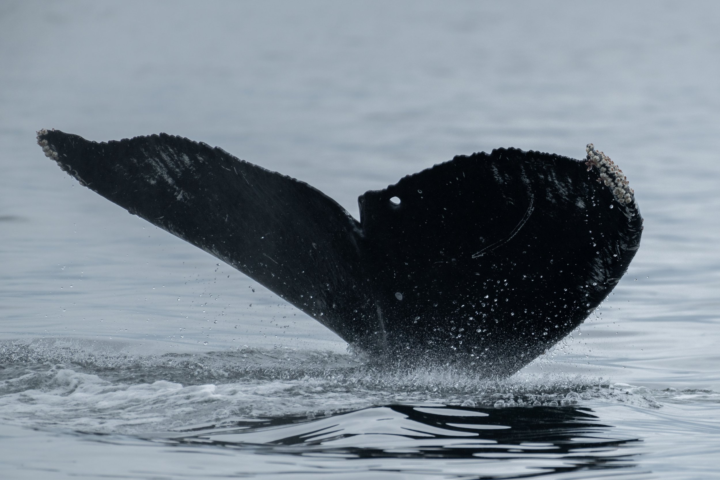 June 27, 2024, 3:30 PM - Humpbacks everywhere!