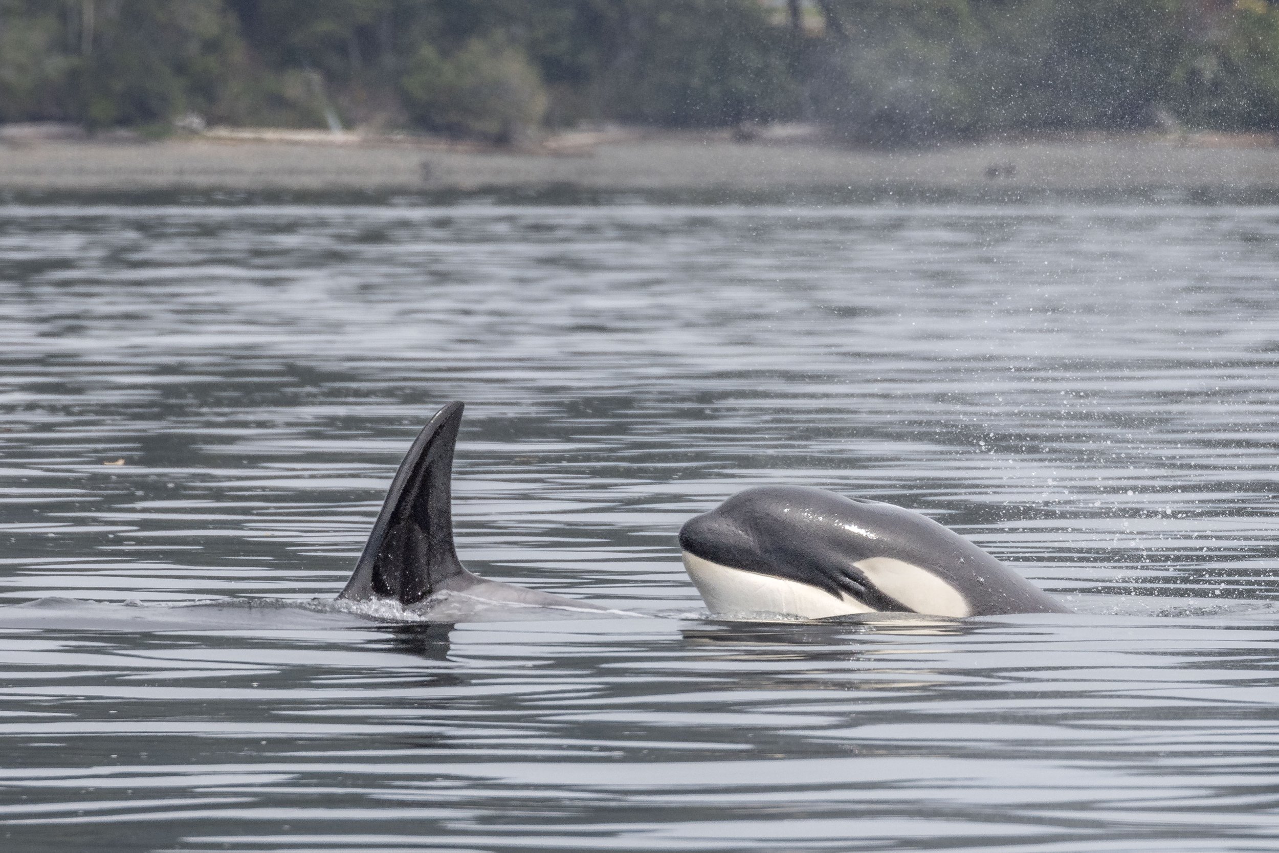 June 28, 2024, 10:30 AM - Orca party time!