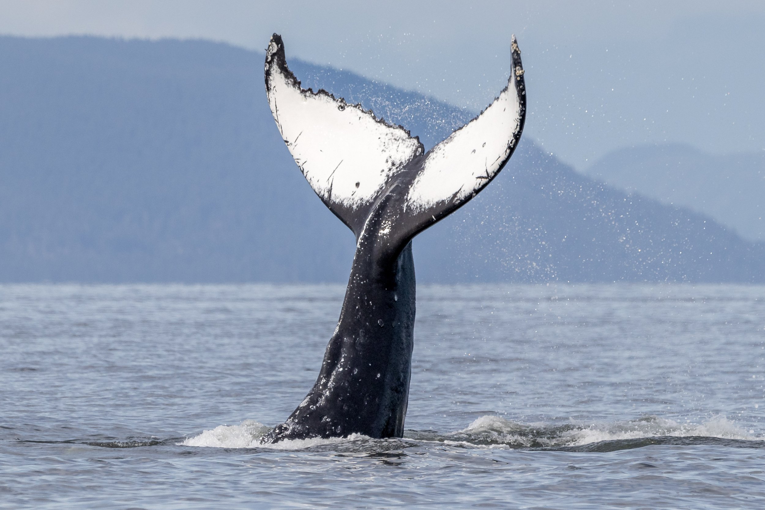 June 28, 2024, 3:30 PM - Happy Humpbacks and the T046Bs