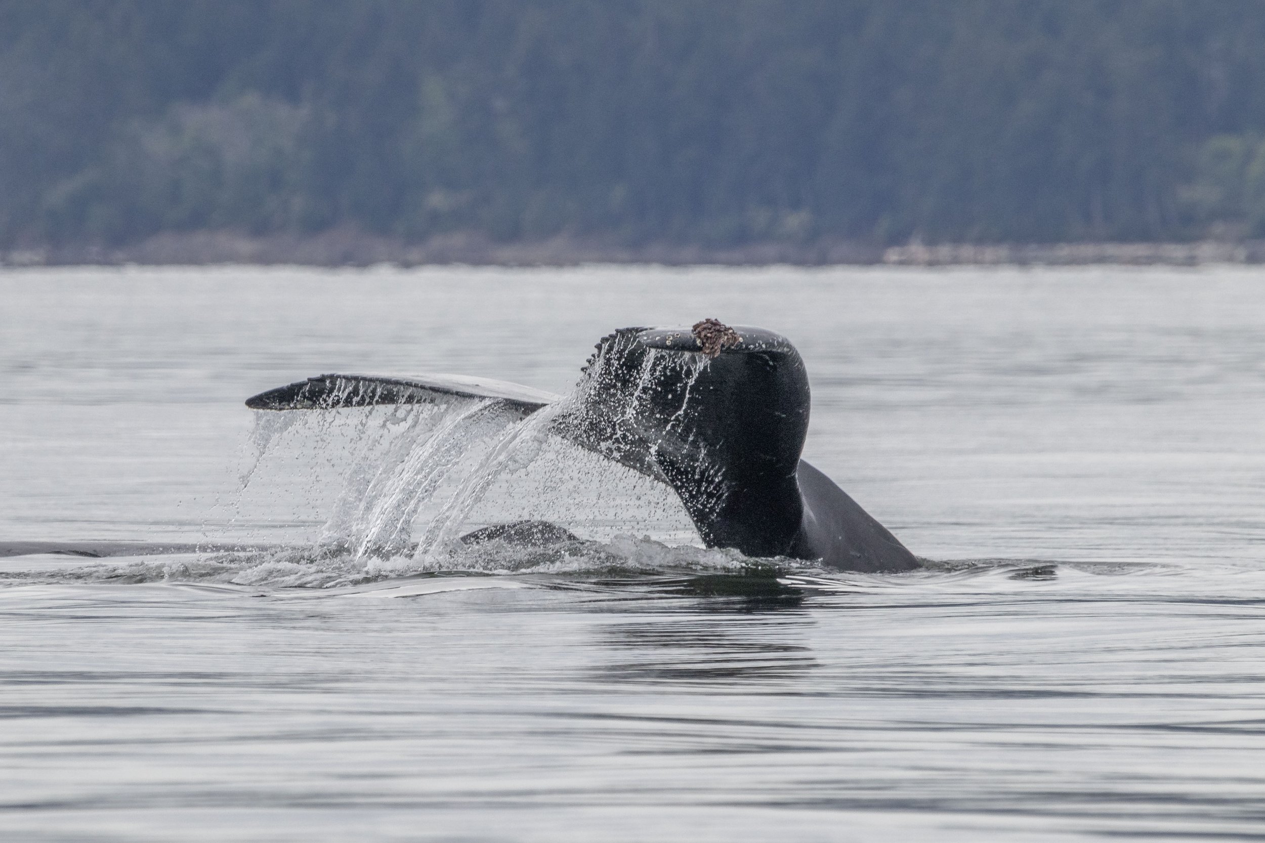 June 29, 2024, 10:30 AM - Humpbacks in the Strait and a T-party in the Gulf Islands!