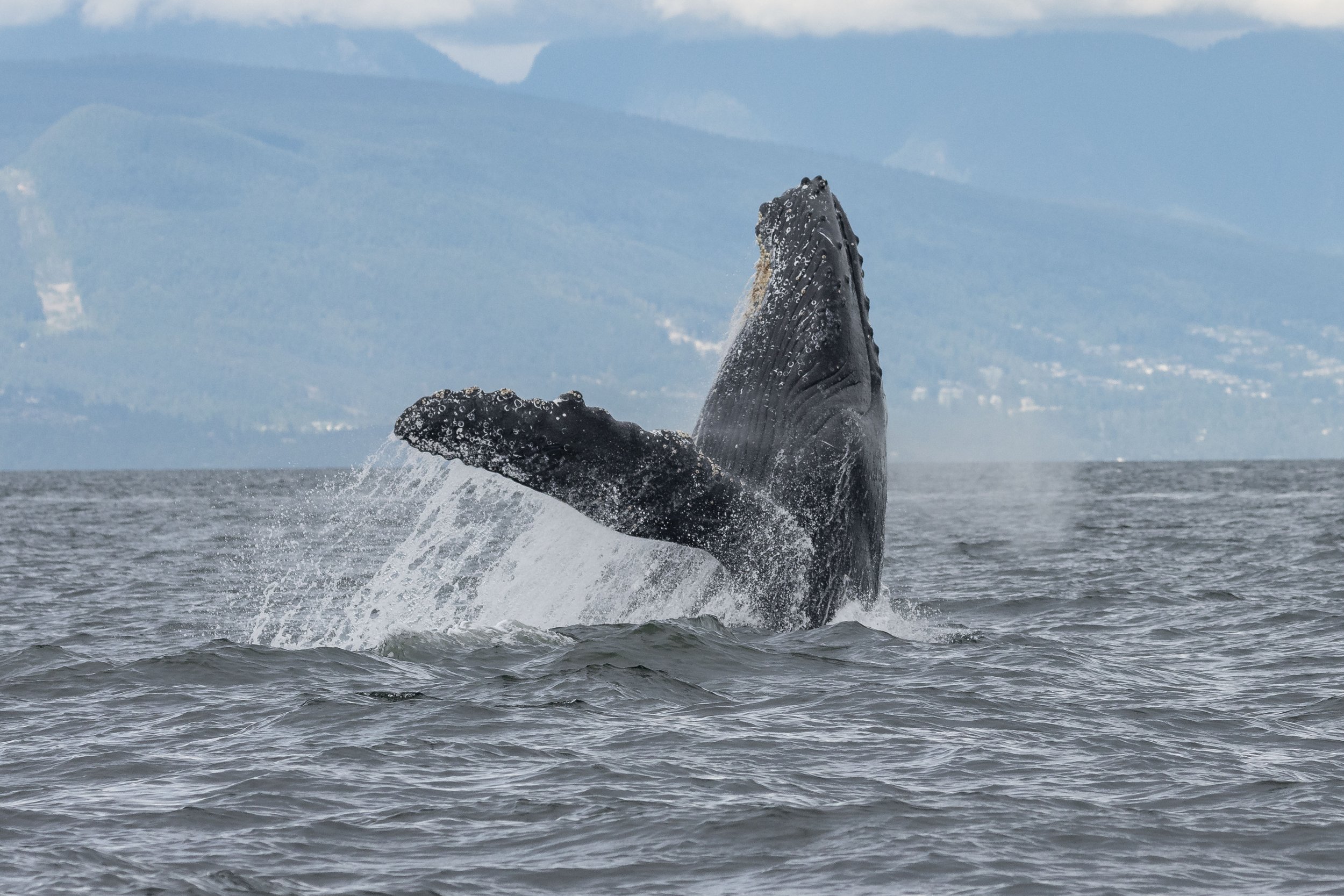 June 30, 2024, 3:30 PM - Humpback Party and the T065Bs travelling with the T075Bs
