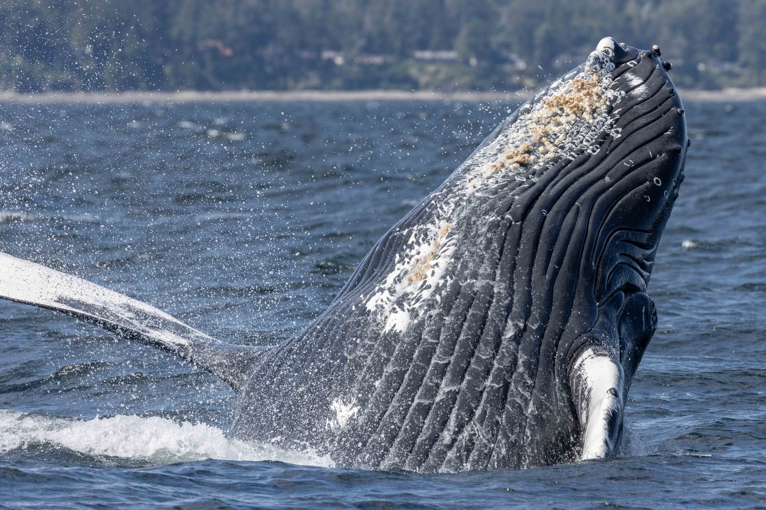 July 1, 2024, 10:30 AM - A Very Humpback Morning. 