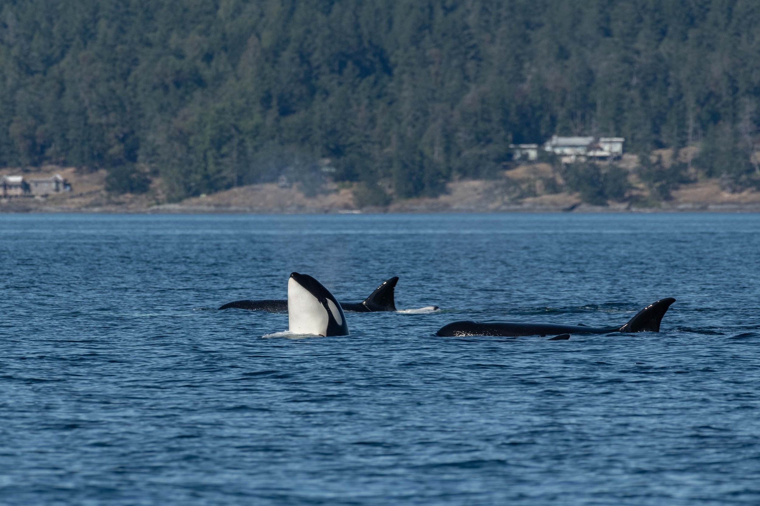 July 1, 2024, 3:30 PM - Happy Canada Day from a T-party and a Couple of Humpbacks! 