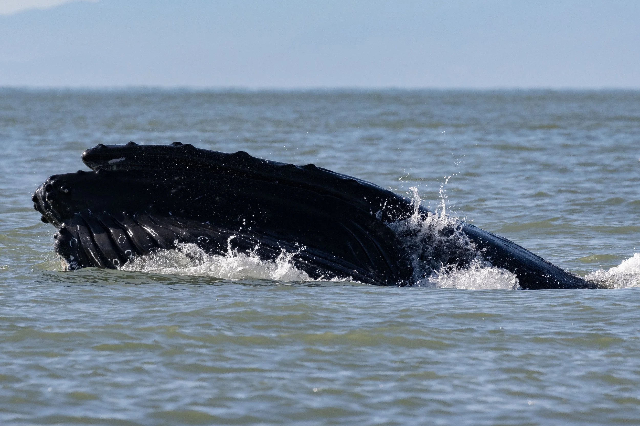 July 3, 2024, 3:30 PM - Double whale species trip!