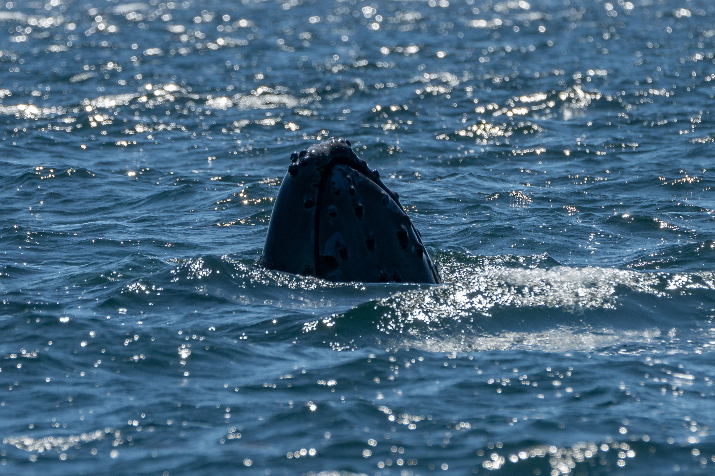 July 5, 2024, 10:30 AM - A humpback with a new look