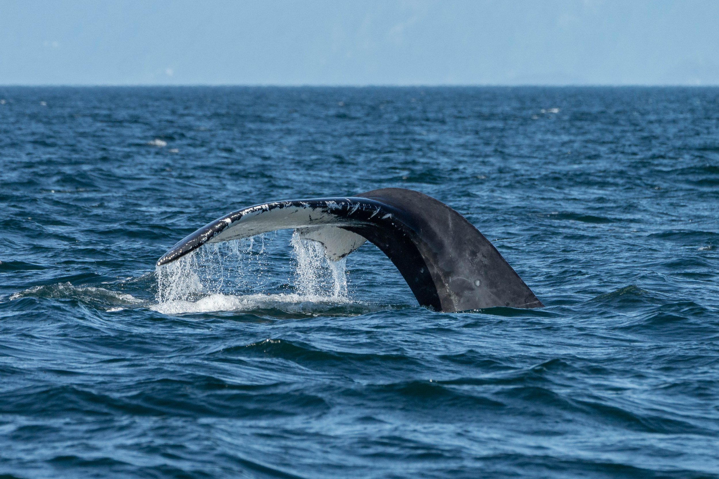 July 5, 2024, 3:30 PM - Humpback Whale Neptune in the Strait