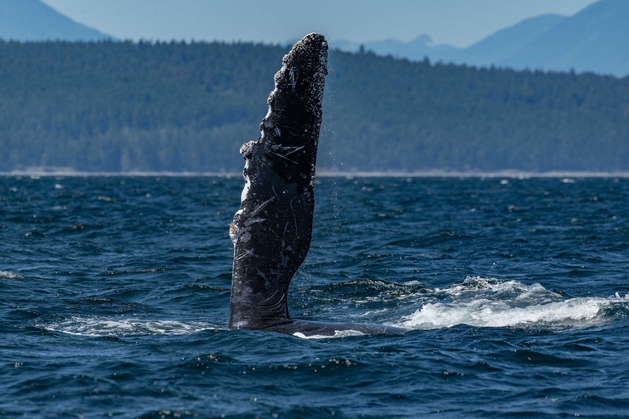 July 6, 2024, 10:30 AM - Humpback Whale Kraken Playing in the Waves
